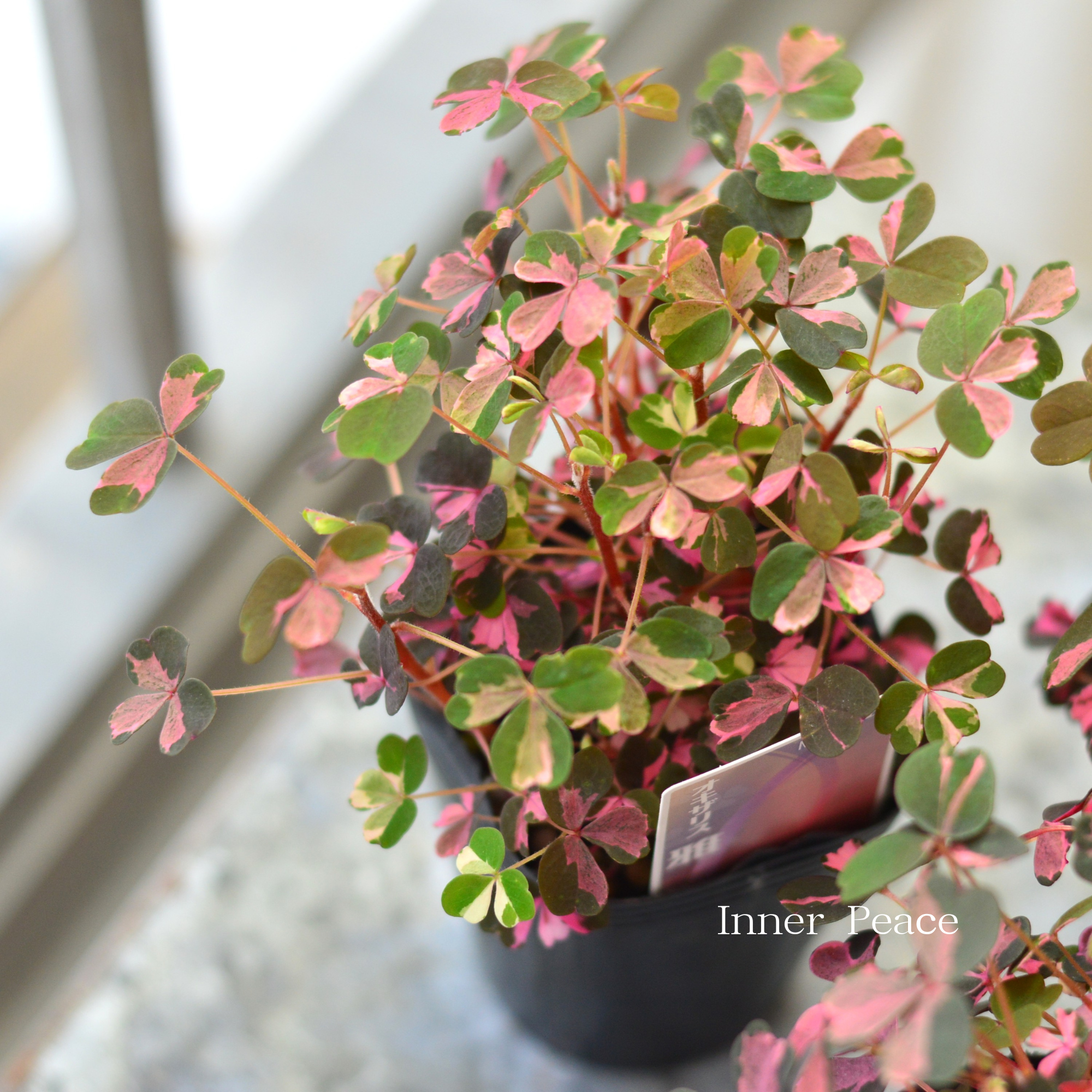 【美しい】 オキザリス 『雅～みやび～』　 2.5寸ロングPOT