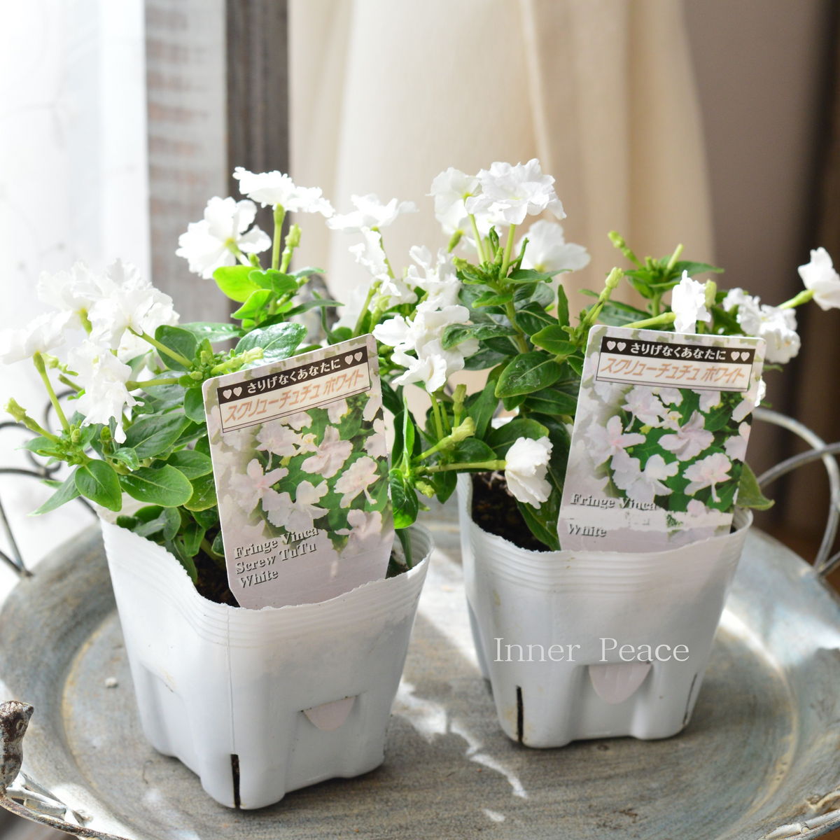 専用ues-149 小さな花器 5点セット y2332 キリム 計2点 専用ues-149 小さな花器 5点セット y2332 キリム 計2点 専用ues-149