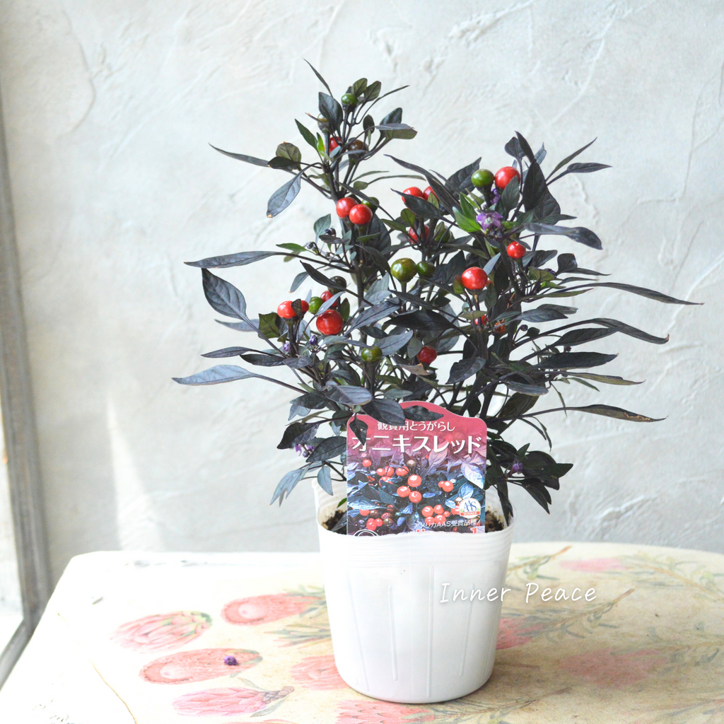 トウガラシ オニキスシリーズ 10.5cm ゴシキトウガラシ：オニキス