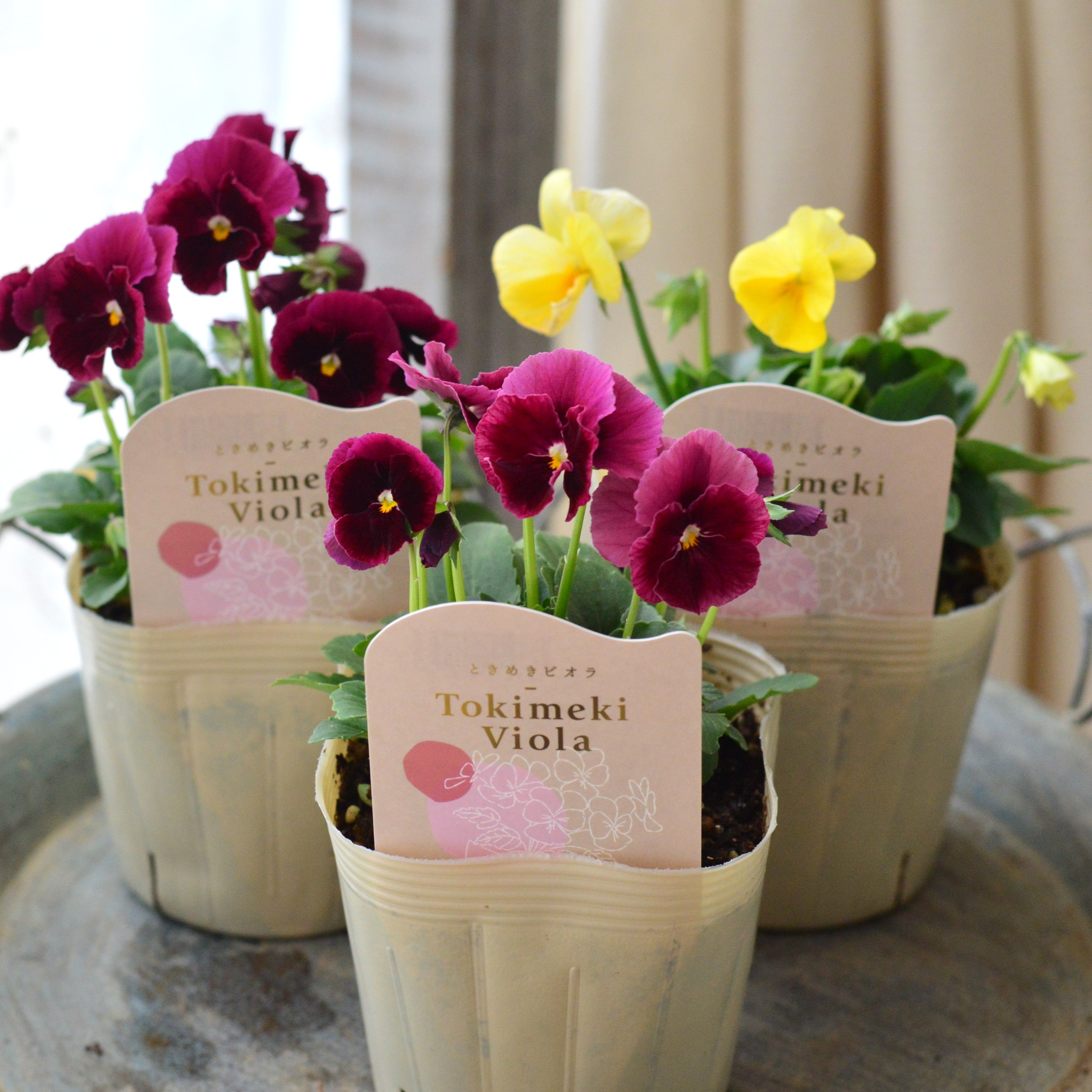 【希少】 ときめきビオラ　『お名前なし』　3.5寸POT