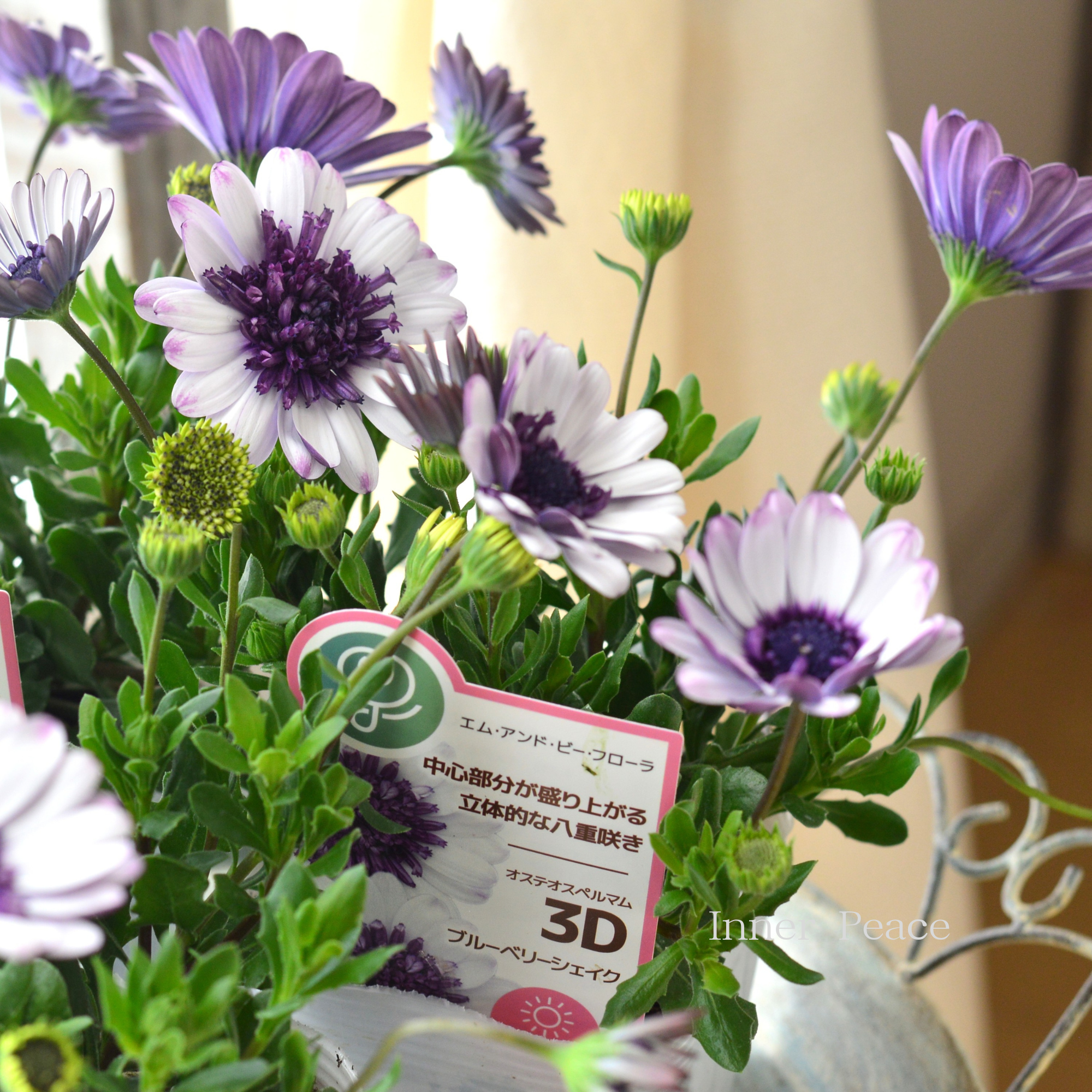 八重咲き】 オステオスペルマム 『3D・ブルーベリーシェイク』 3.5寸POT