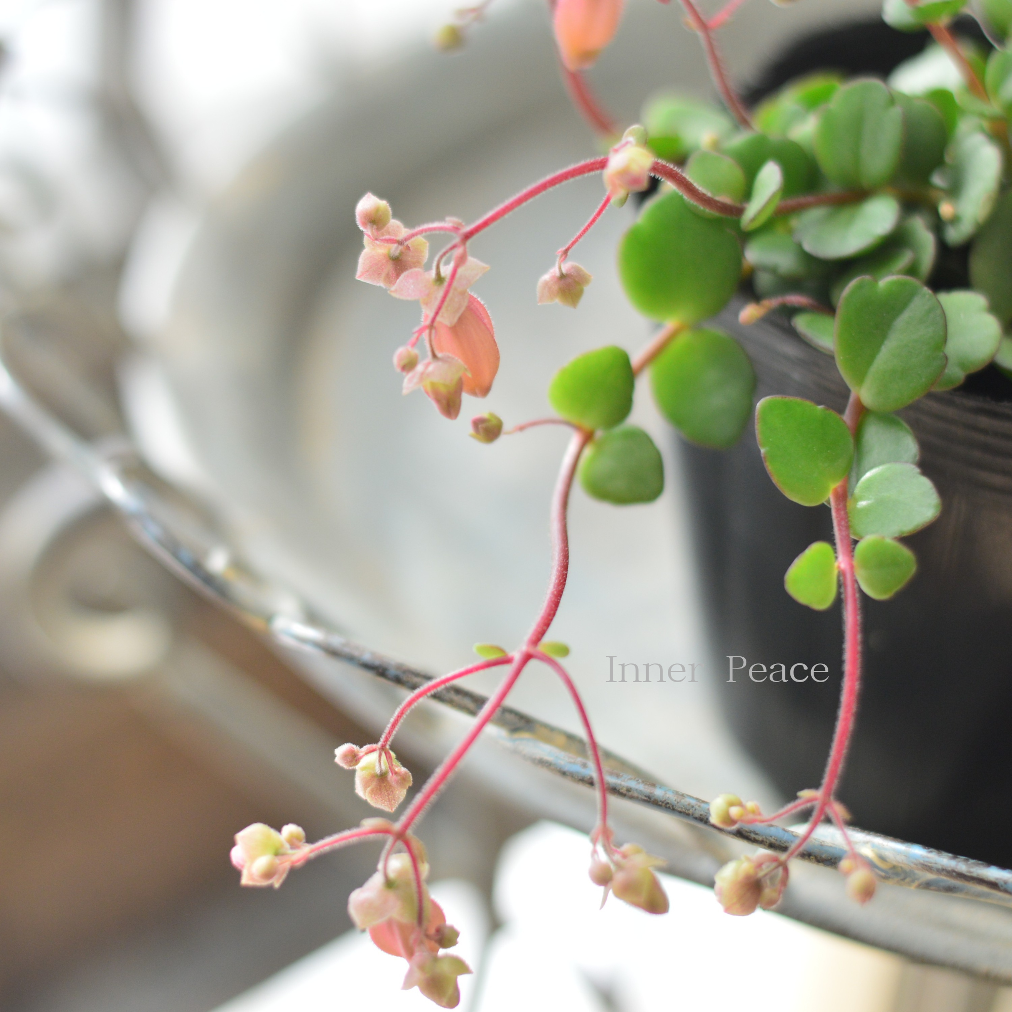 【かわいい】　カランコエ　『フィフィ』　　3.5寸POT