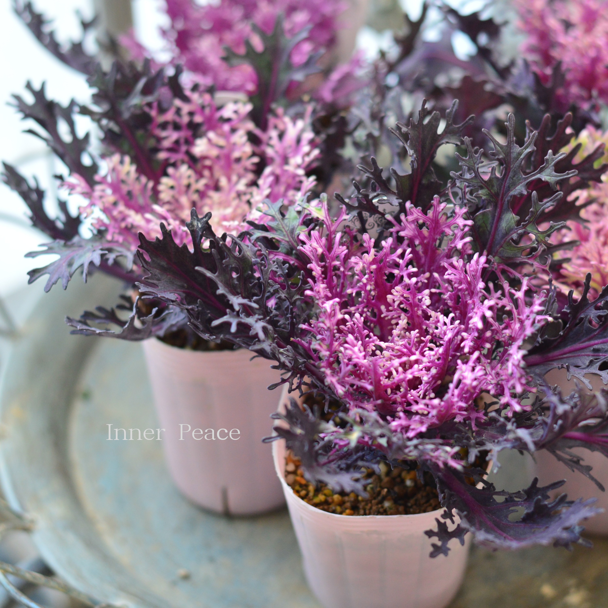 【美しい】 葉牡丹　『ヴィンテージベイン・切れ葉』  2.5寸POT