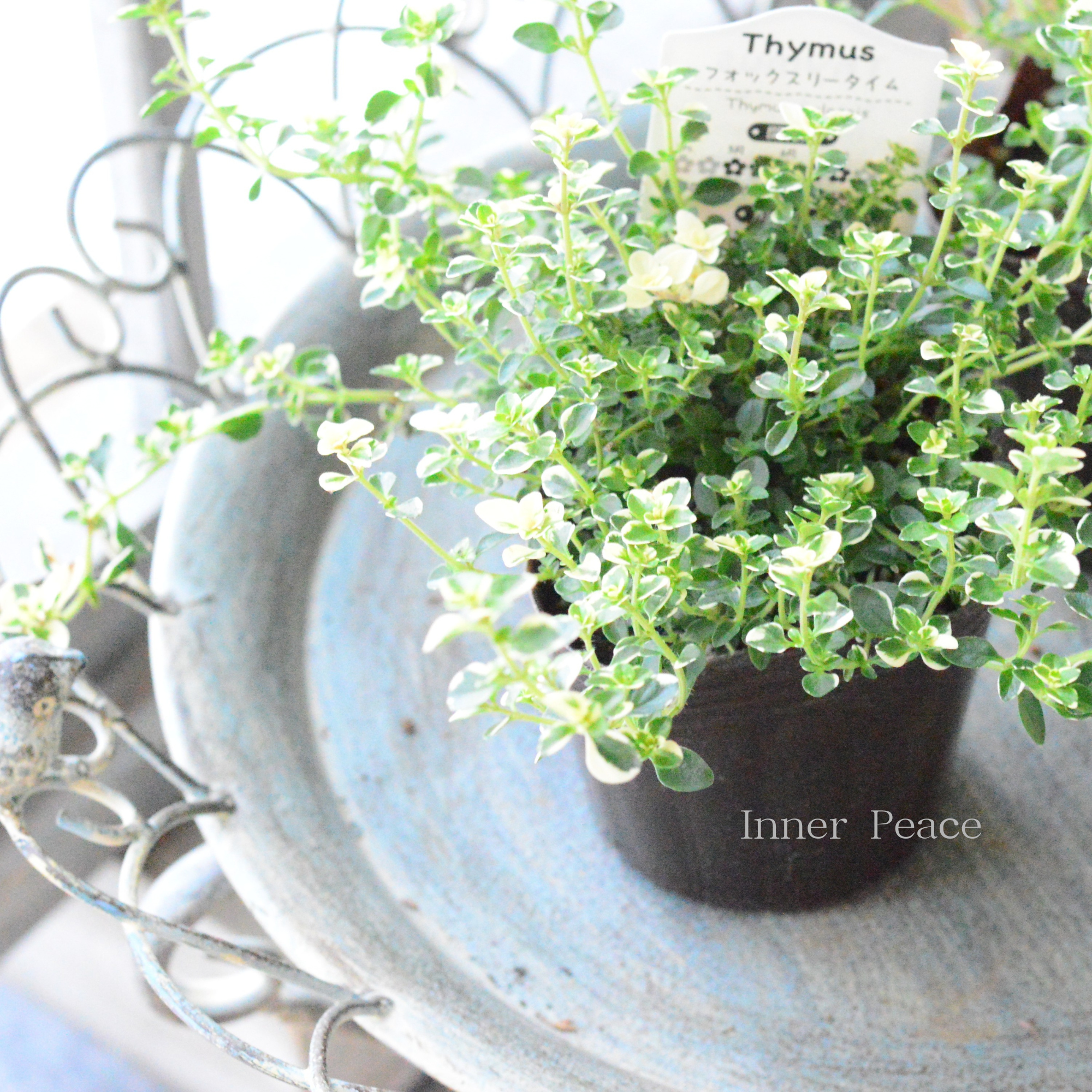 【寄せ植えに】 フォックスリータイム　2.5寸～3寸POT