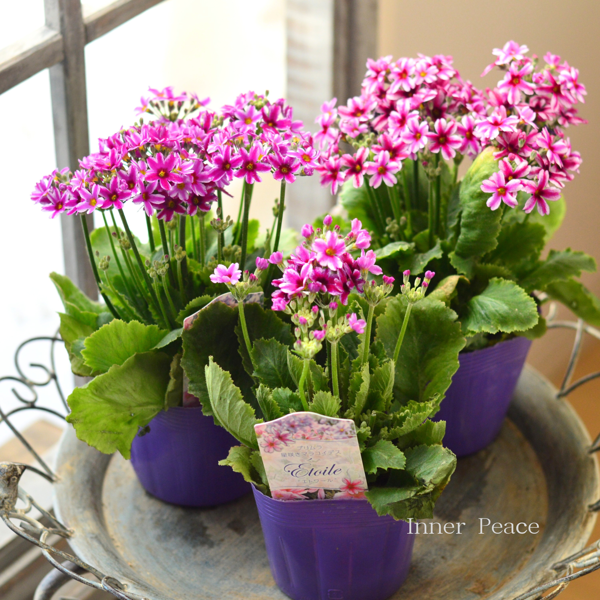 【星咲き】 プリムラ マラコイデス 『エトワール・濃いピンク系』　　3.5寸POT