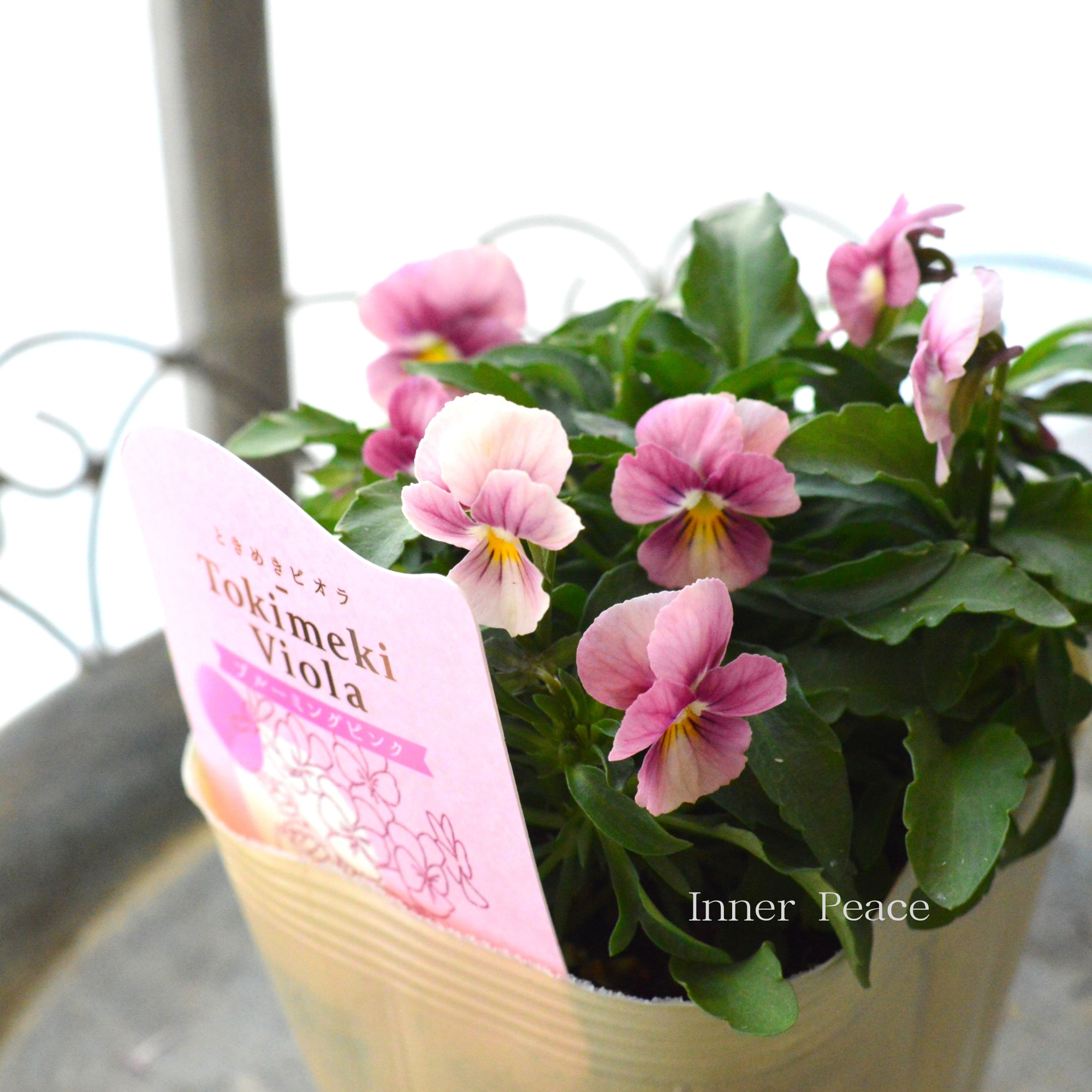 【奥田園芸さん】 ときめきビオラ　『ブルーミングピンク』　3.5寸POT