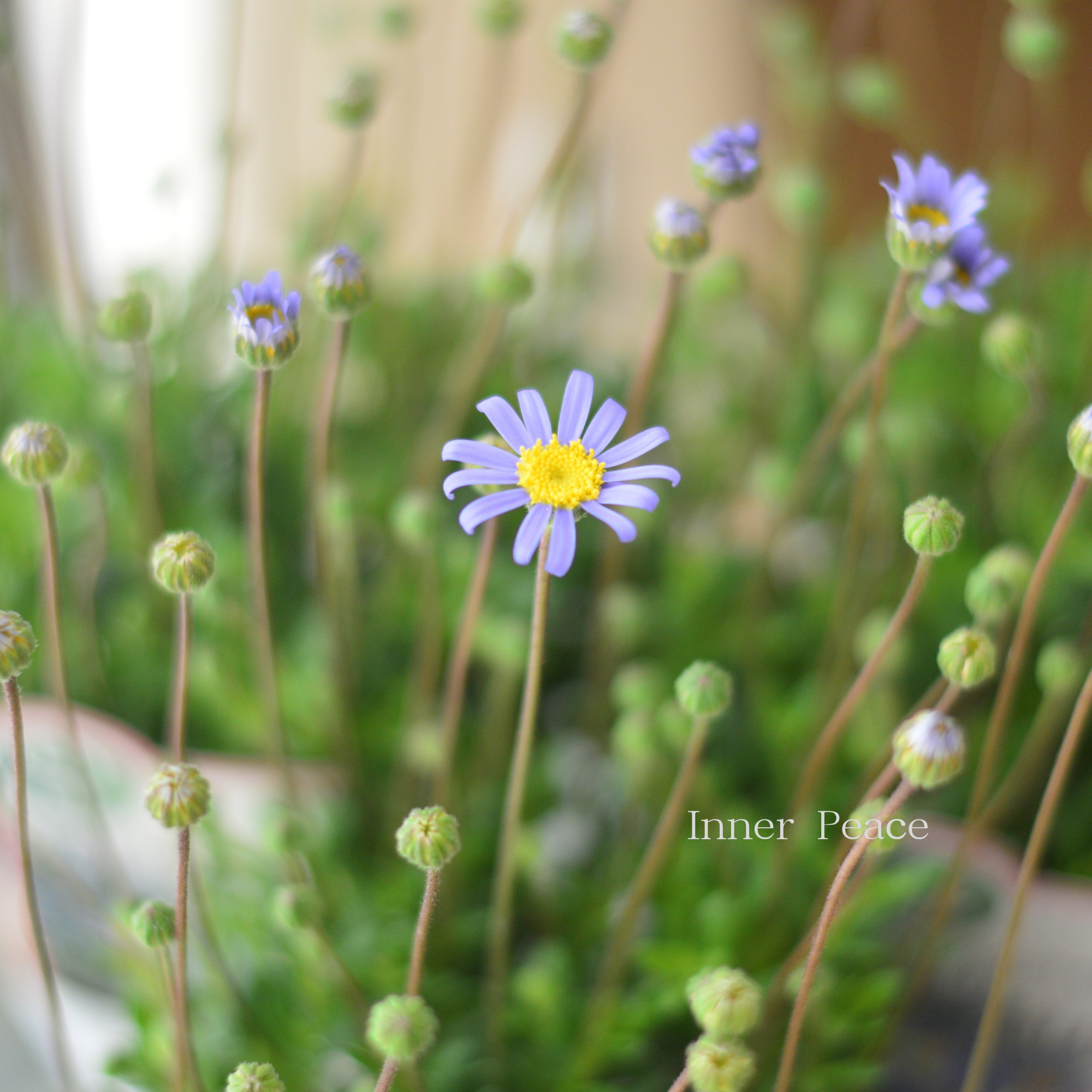 【人気】 フェリシア（ブルーデージー） 『ベリシア』  　3.5寸POT