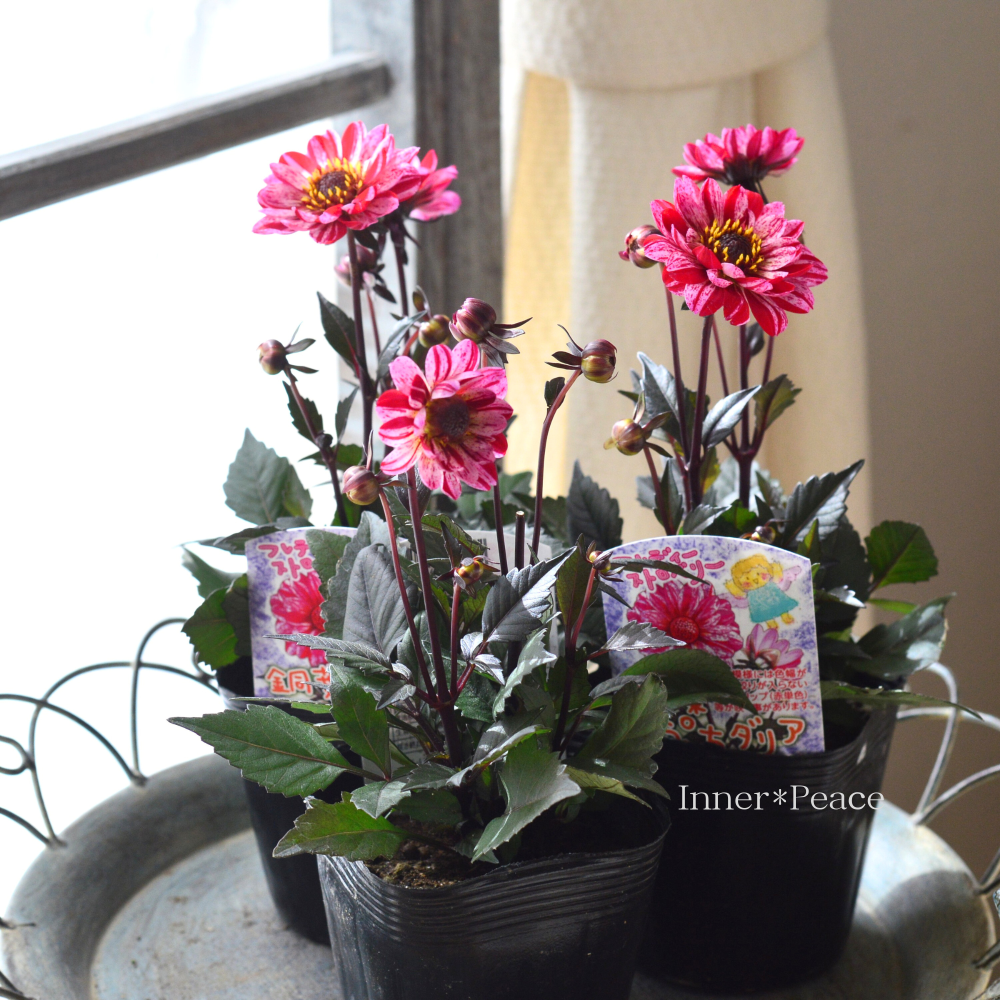 【宿根】 銅葉 ぷちダリア　 『フレディーストロベリー』　　3.5寸POT