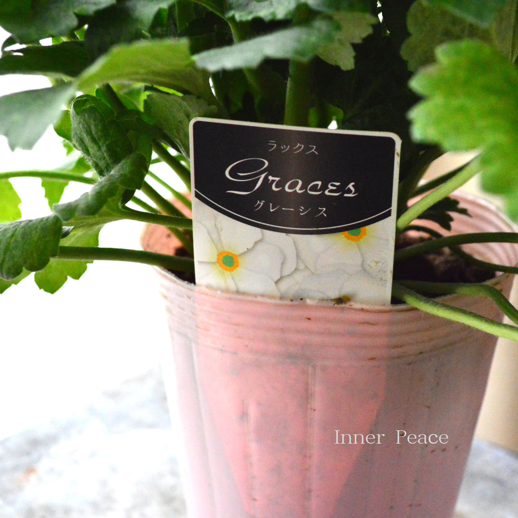 【美しい】 ラナンキュラス・ラックス 『グレーシス』　4寸POT