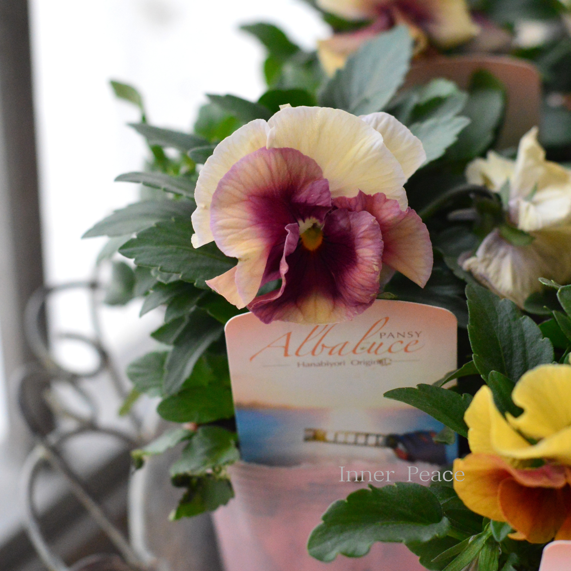 【花日和さんオリジナル】 パンジー　『アルバルーチェ』　　3.5寸POT