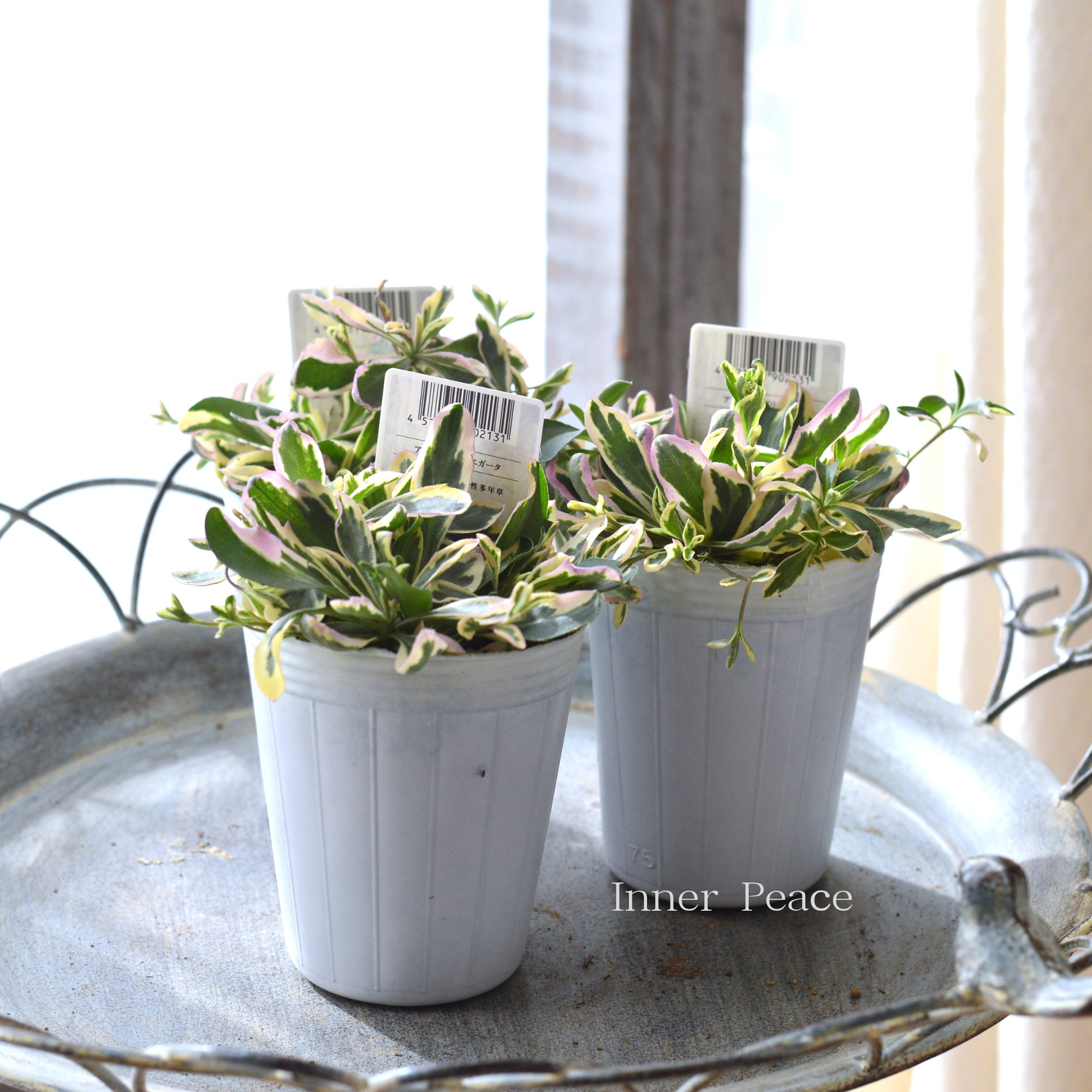 【斑入り】 アラビス　『バリエガータ』　　2.5寸POT