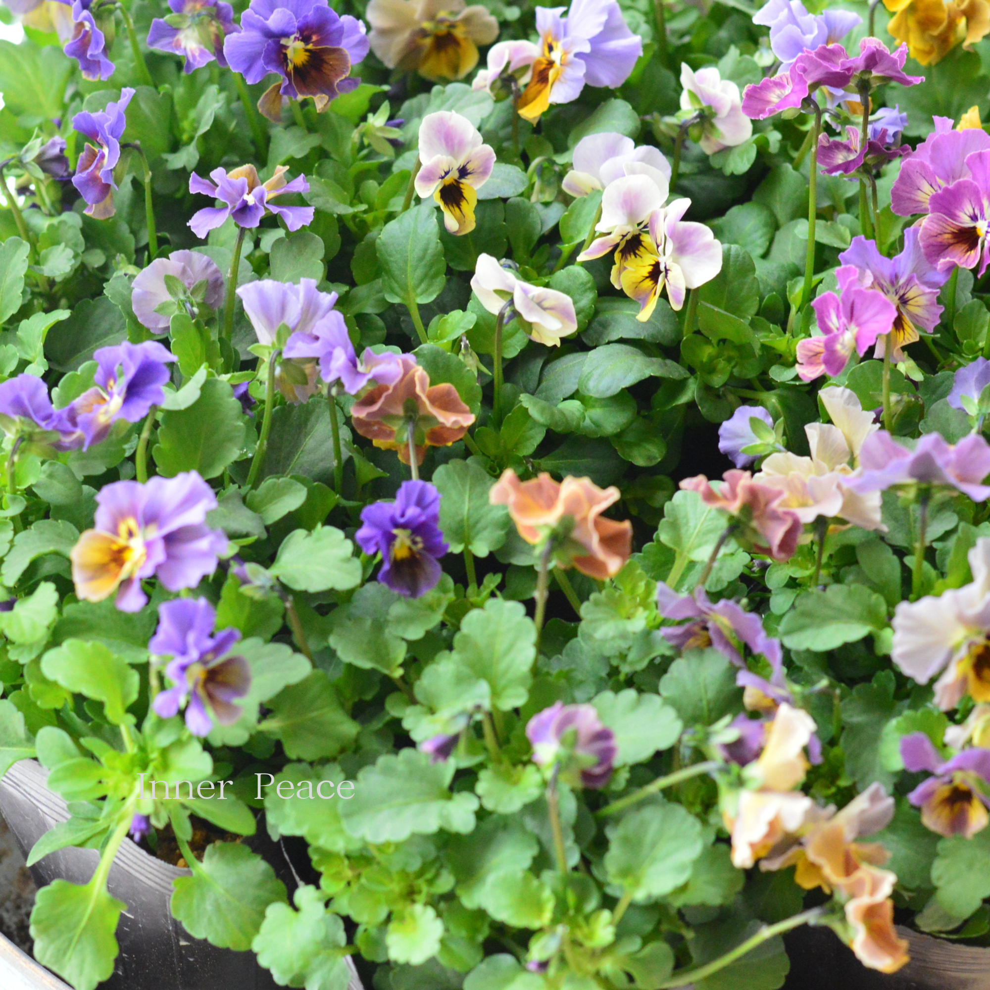 【tef*tef*さんオリジナルビオラ】 スモーキーヴェール・MIX　　3.5寸POT