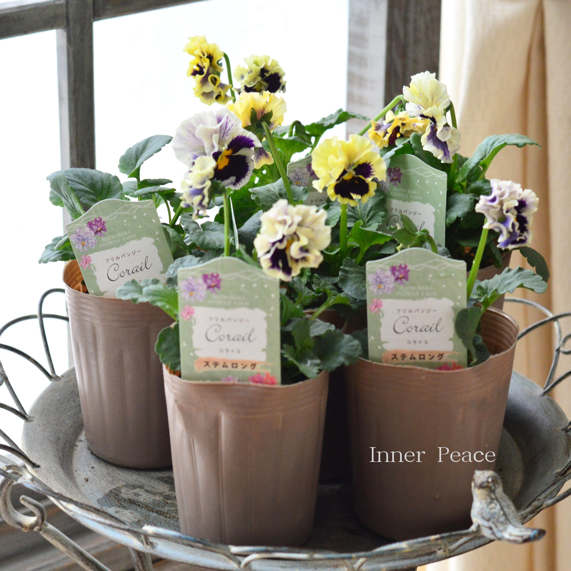 【素敵】 パンジー　『コライユ・ステムロング　カスタードベリー』　　3寸ロングPOT