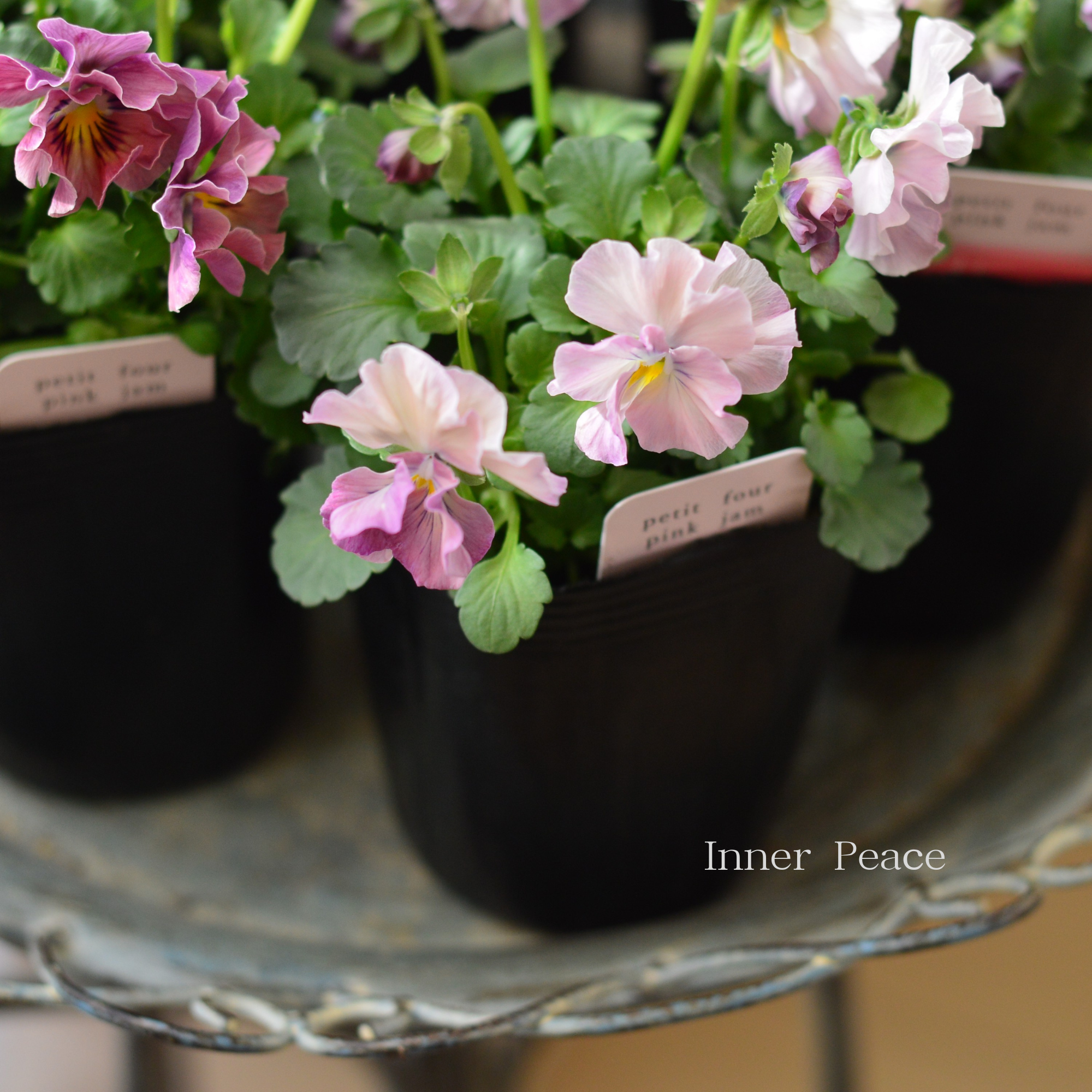 【ハルグリンさん】 ビオラ　『プティフール・ピンクジャム』　　3寸POT