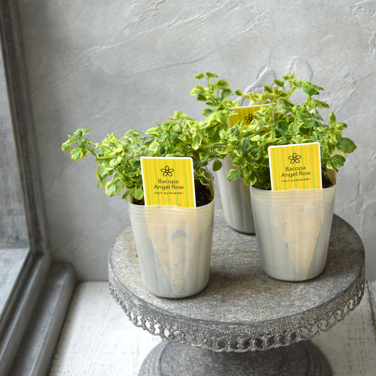【斑入り】バコパ　『エンジェルフロー』　2.5寸POT