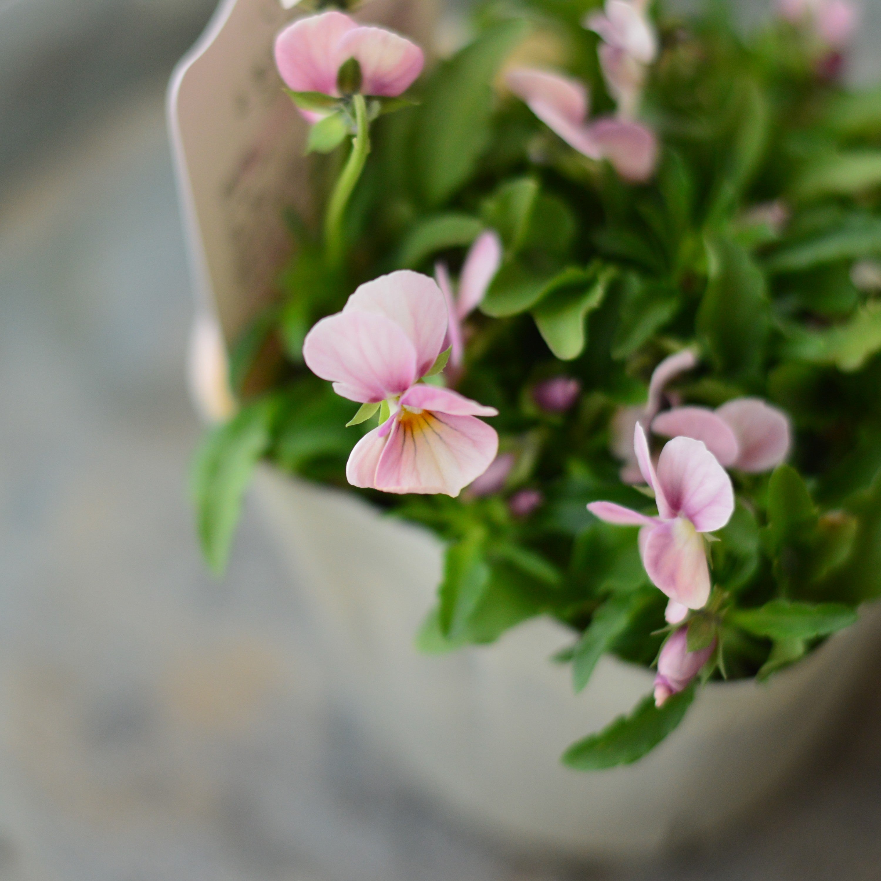 【希少】 ときめきビオラ　『ブルーミングピンク』　3.5寸POT