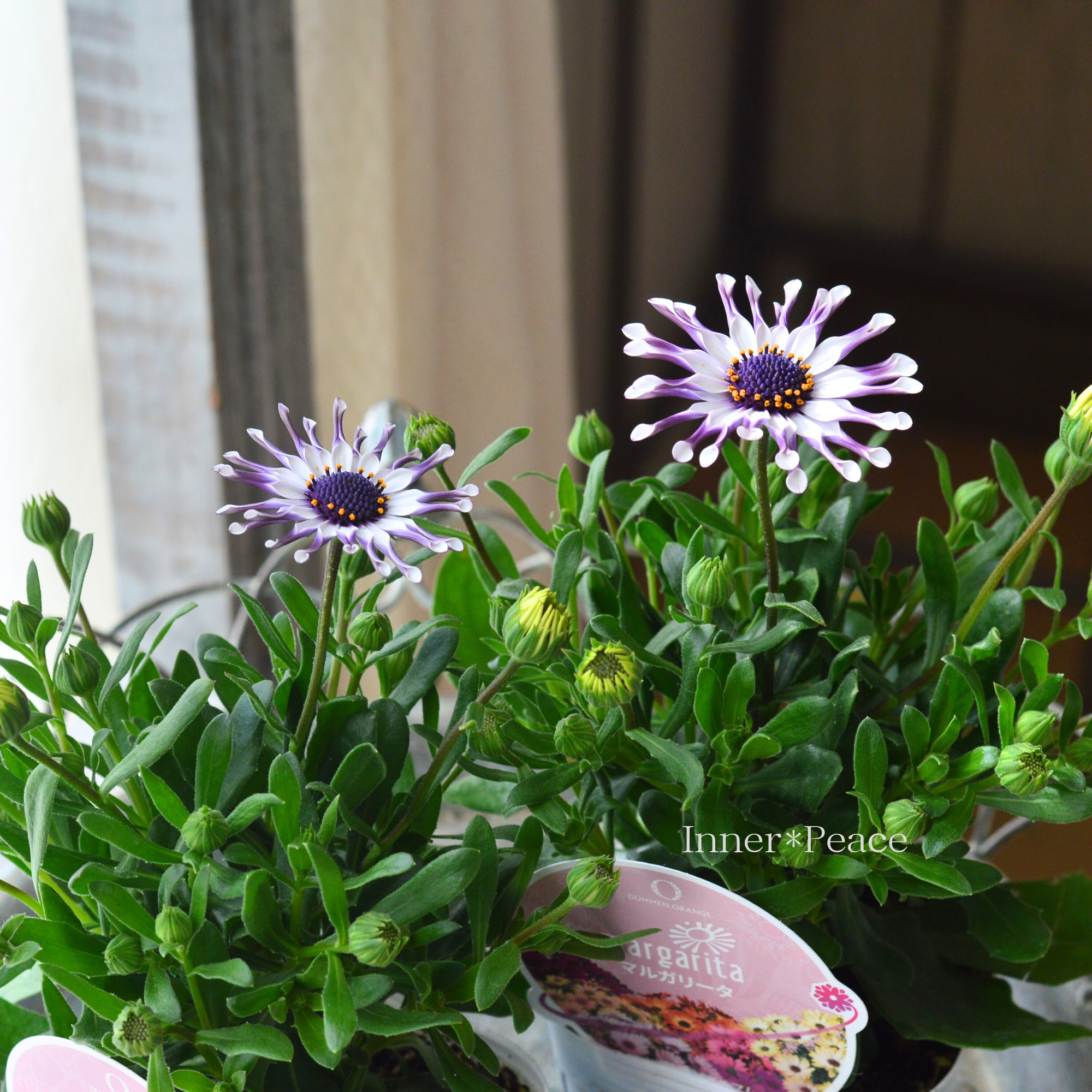 【スプーン咲き】 オステオスペルマム　『マルガリータ・ホワイト系』   3.5寸POT