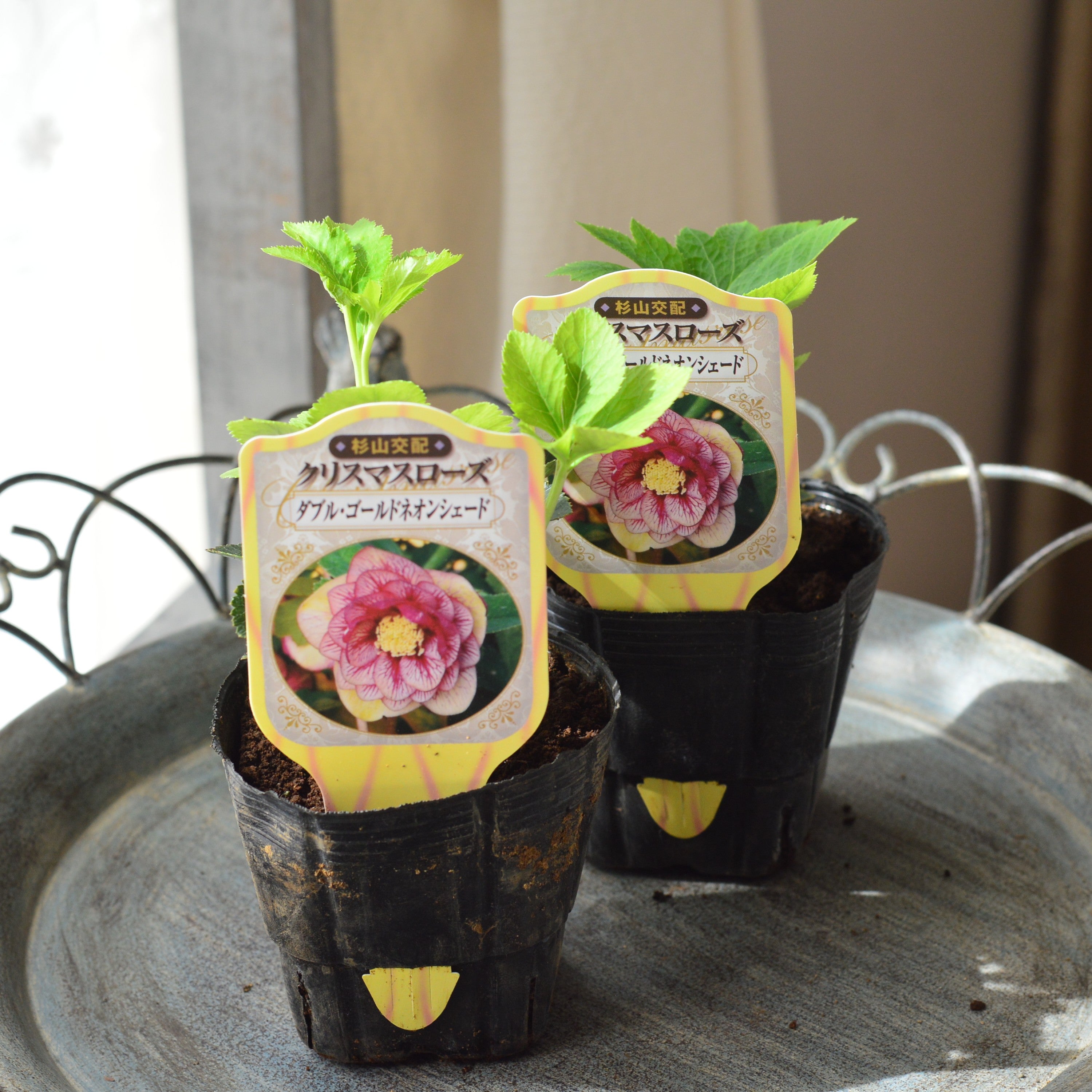杉光園芸さん】 クリスマスローズ 『ダブル・ダブルゴールドネオン