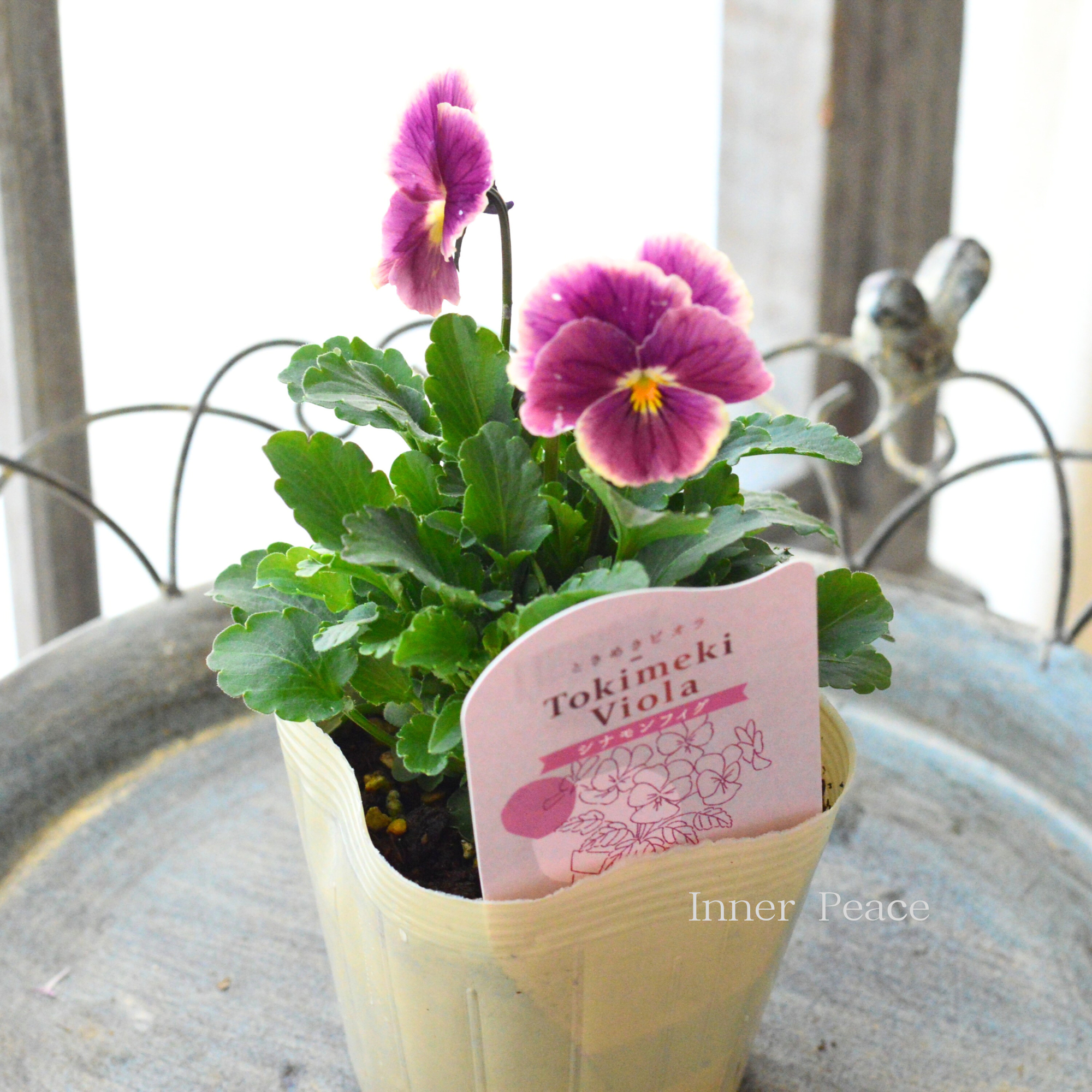 【奥田園芸さん】 ときめきビオラ　『シナモンフィグ』　3.5寸POT