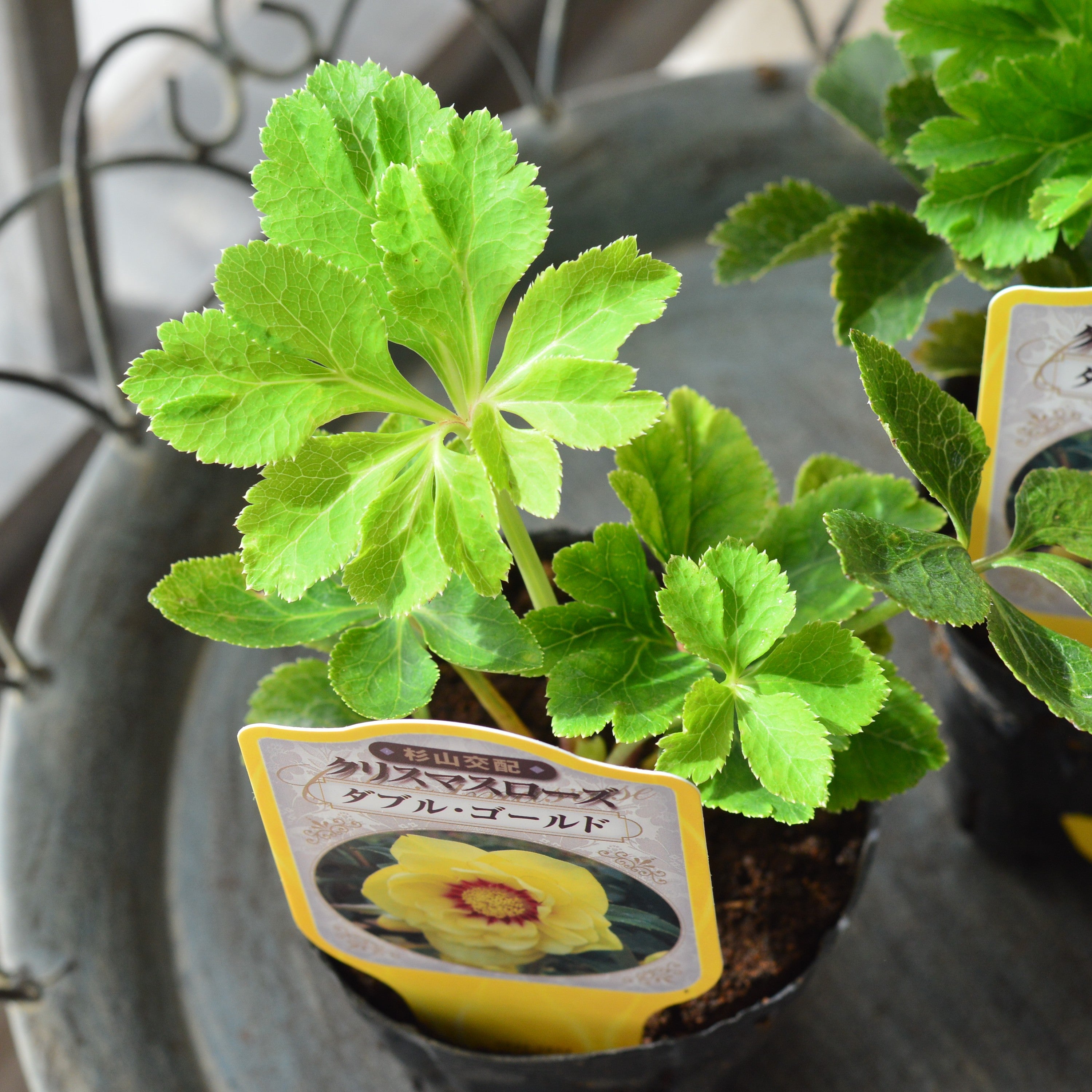 【杉光園芸さん】  クリスマスローズ　『ダブル・ゴールド』　　3寸POT