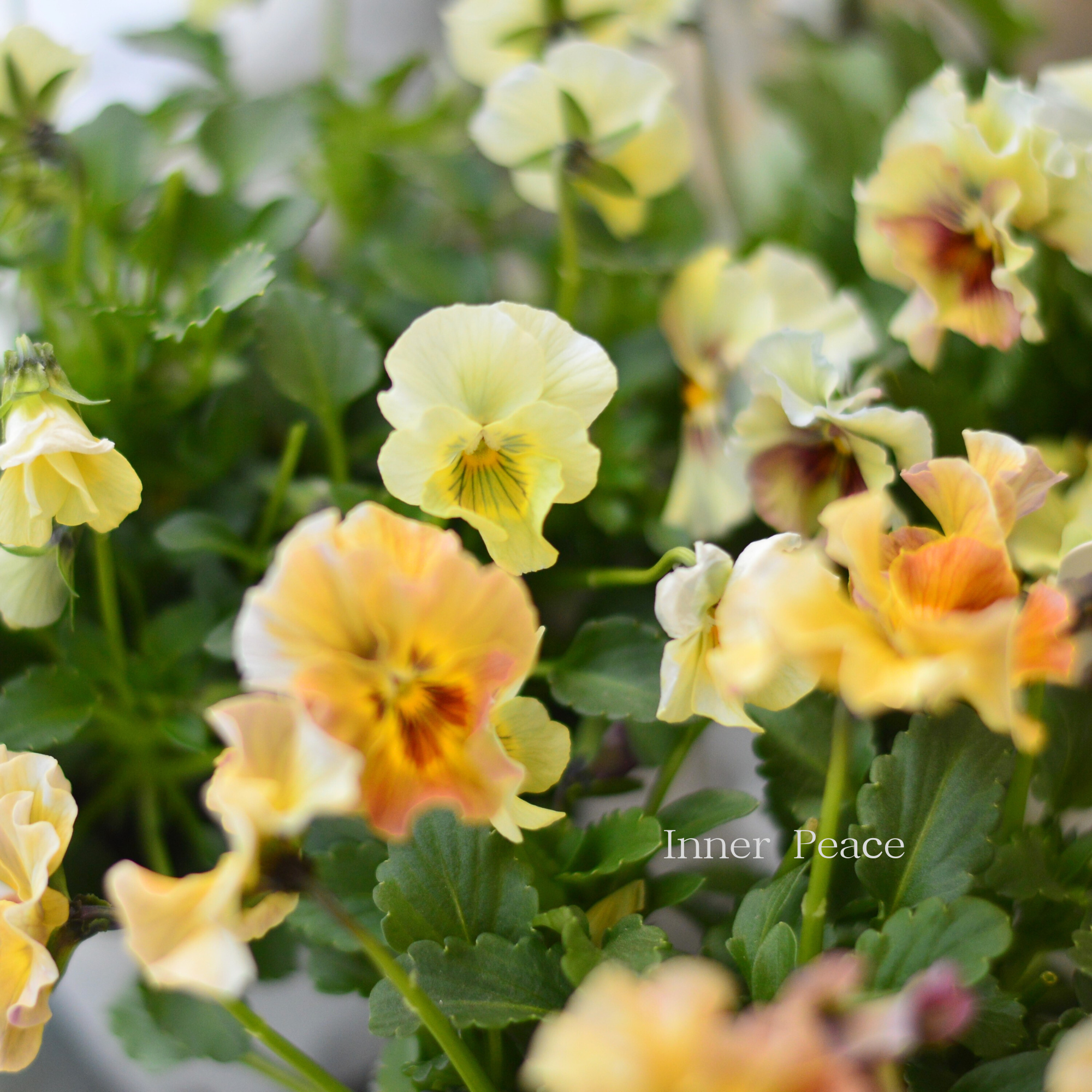 【ステキ】 北島園芸さんのビオラ　『コルティルーチェ・暖色系』　3.5寸POT