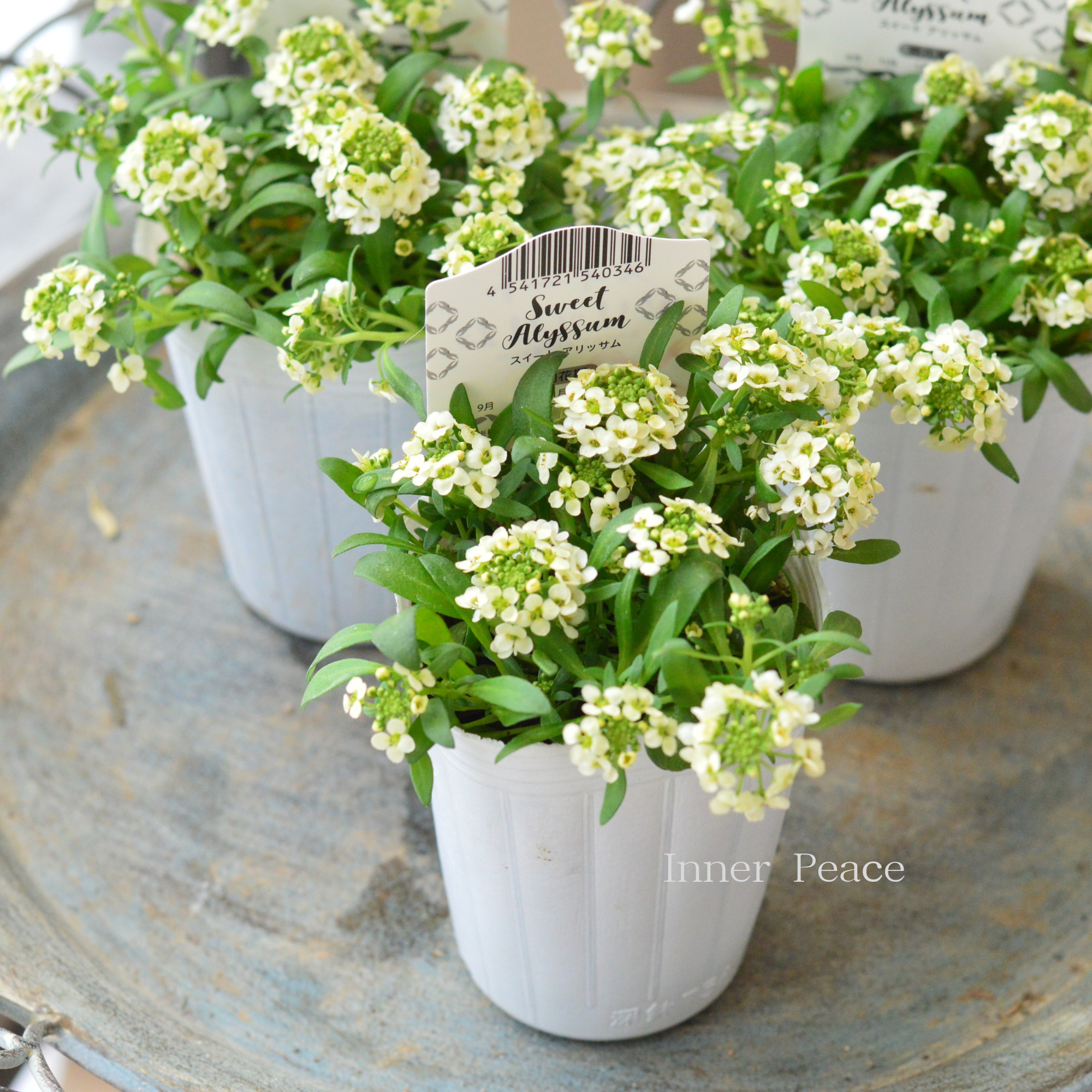 【かわいい】 スイートアリッサム　『アルーレ・レモンイエロー』　2.5寸POT