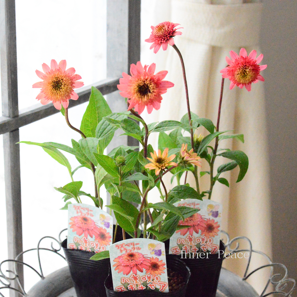 暑さ寒さに強い】 エキナセア 『ラズベリートラッフル』 3.5寸ロングPOT