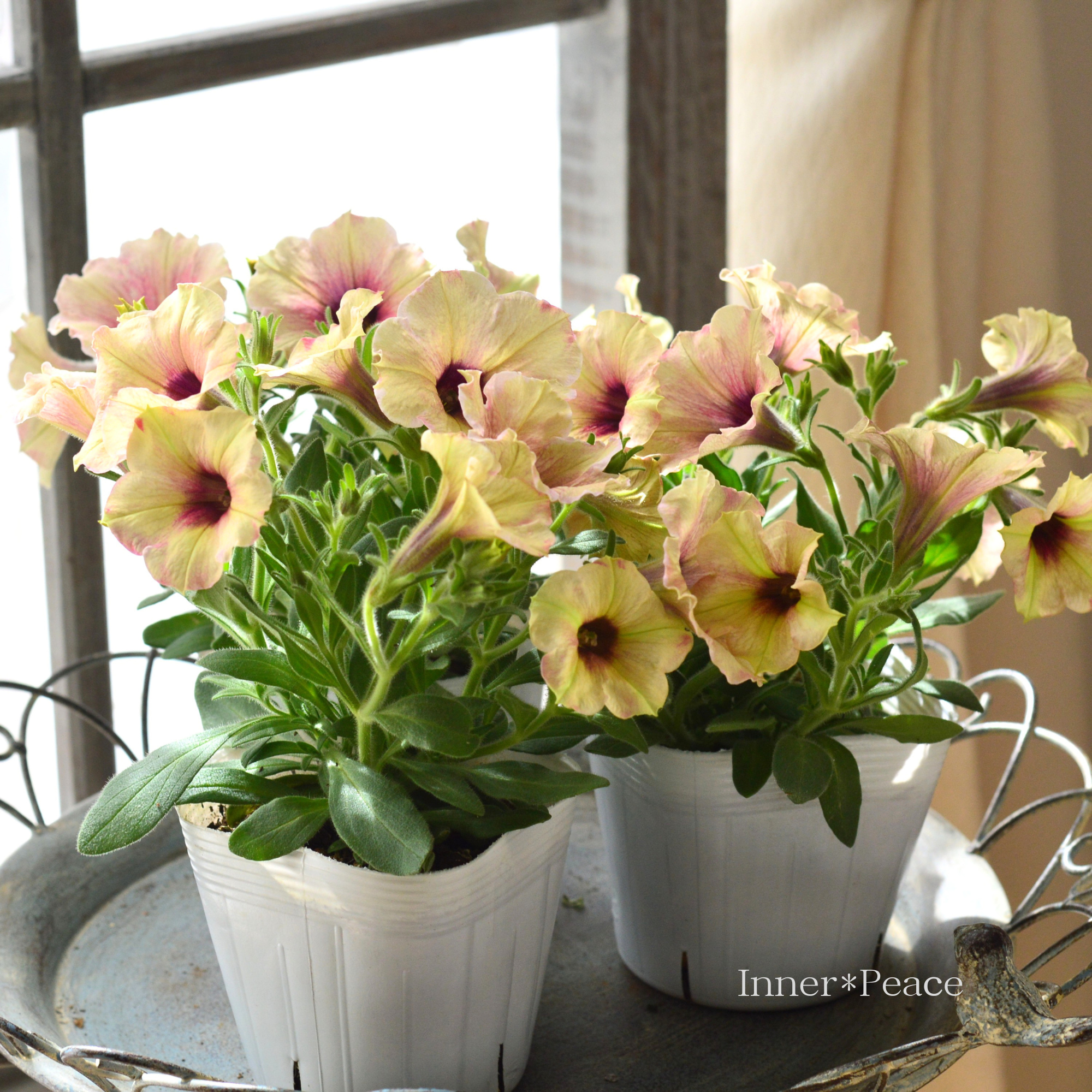 ペチュニア 『クレイジーチュニア・ローズゴールド』　 　3.5寸POT