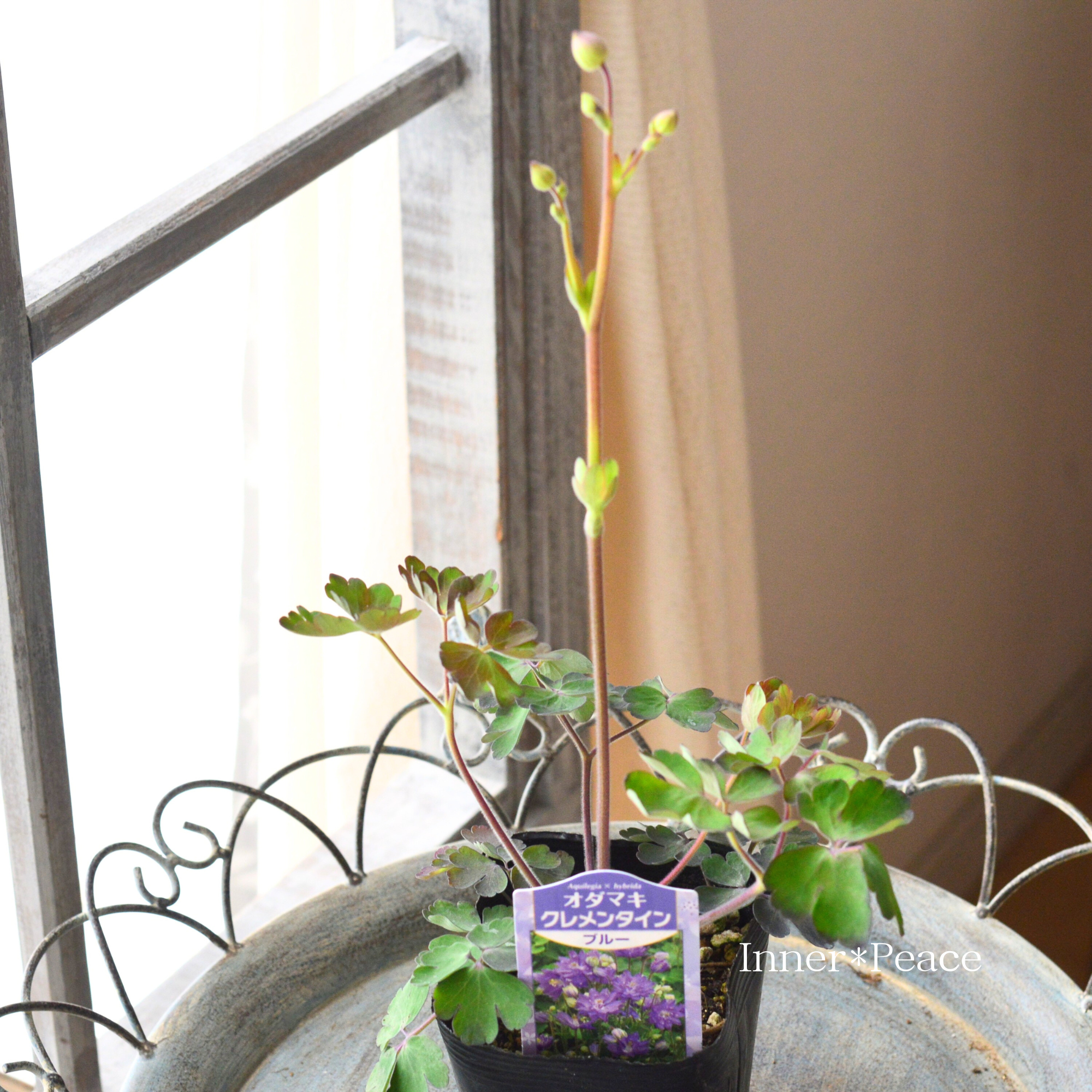 【八重咲き】 オダマキ・クレメンタイン 『ブルー』　　3.5寸POT