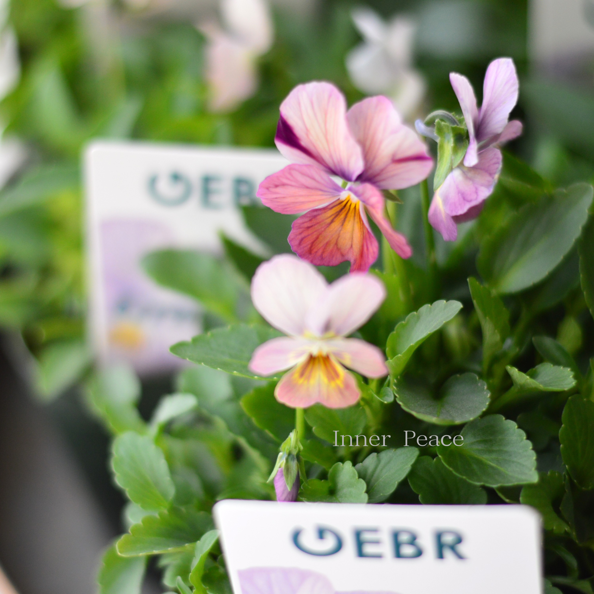 【ゲブラさん】  ビオラ　『グラデーション』　3.5寸POT