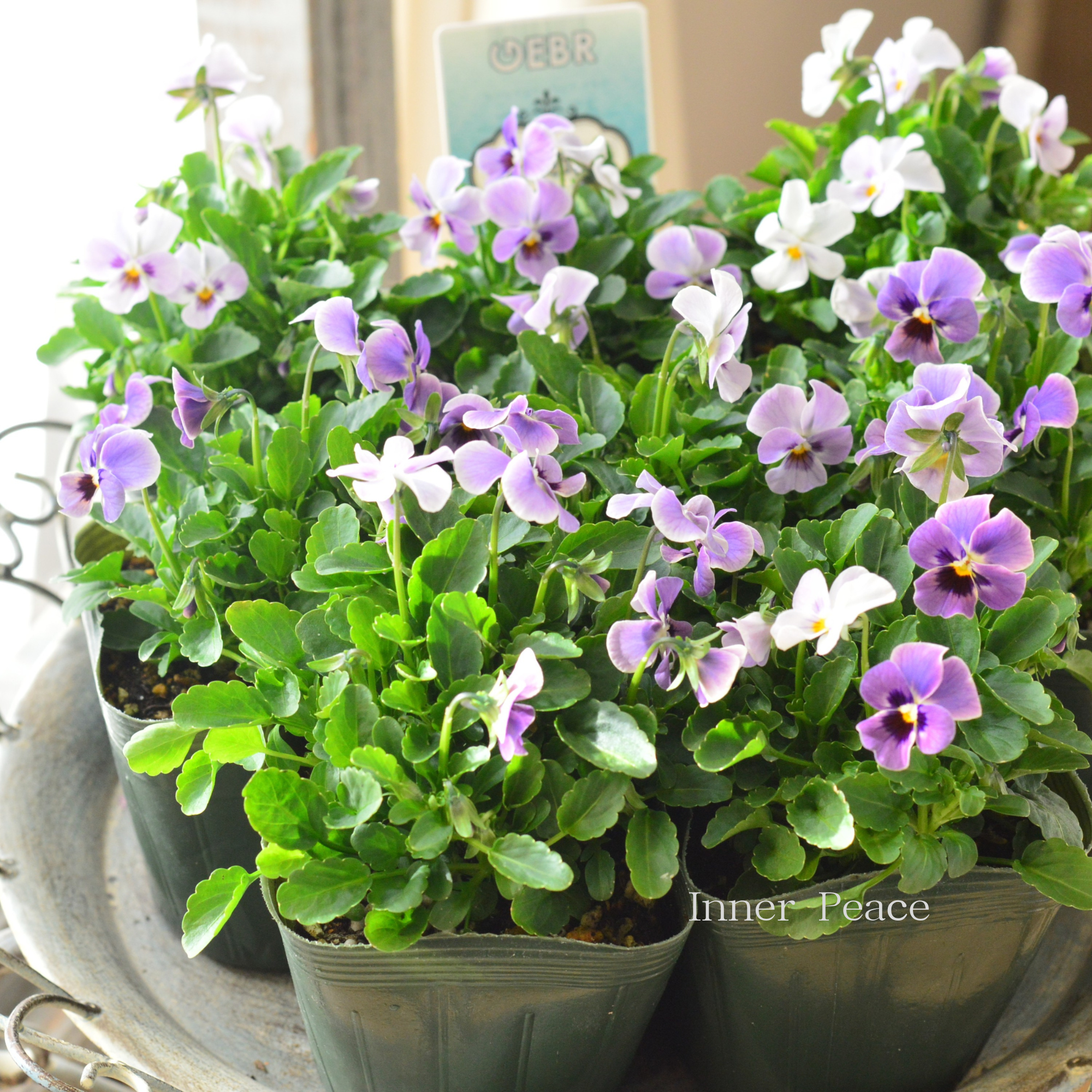 【ゲブラさん】 試験品種ビオラ　『ステラブルー』　3.5寸POT