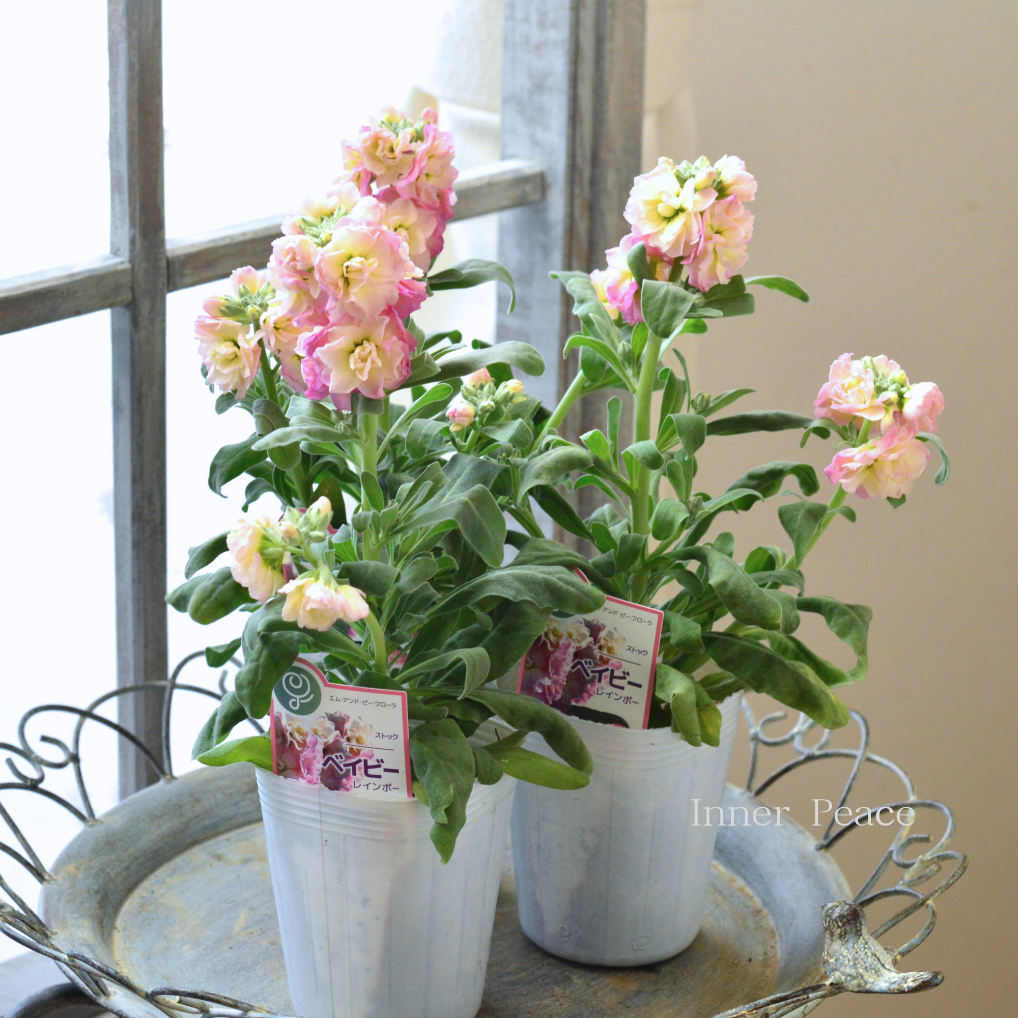 【八重咲き】 ストック ベイビー  『レインボー』　　3寸ロングPOT