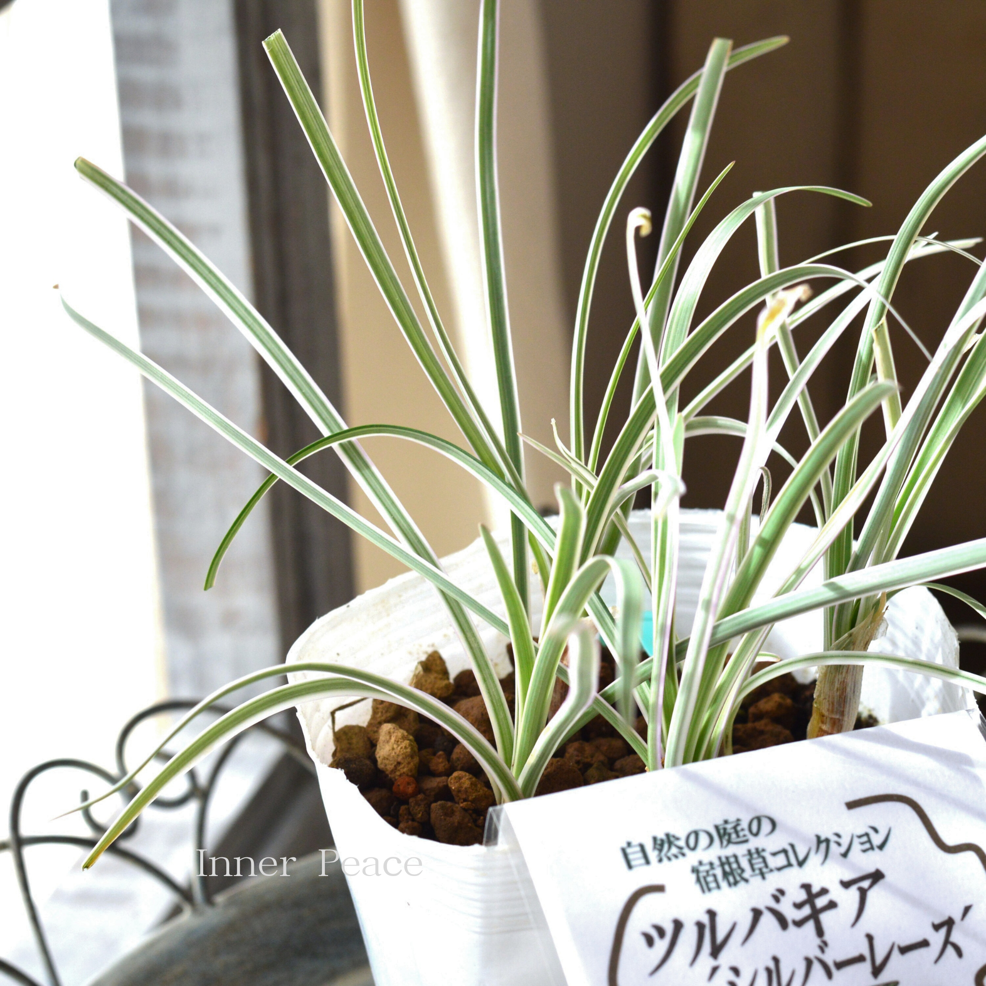 斑入り】 ツルバキア 『シルバーレース』 4.5寸POT