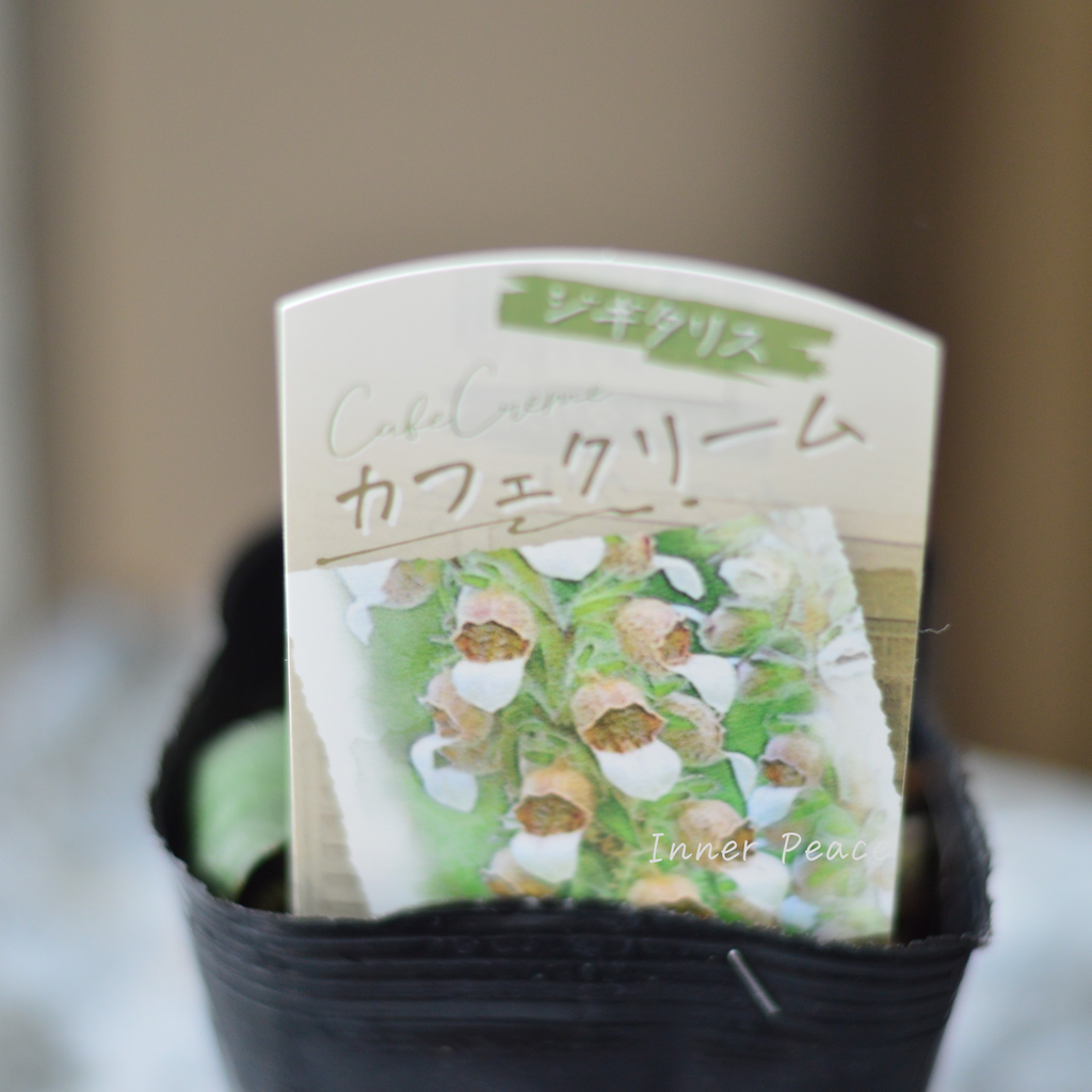 オシャレ】 ジギタリス 『カフェクリーム』 3.5寸ロングPOT