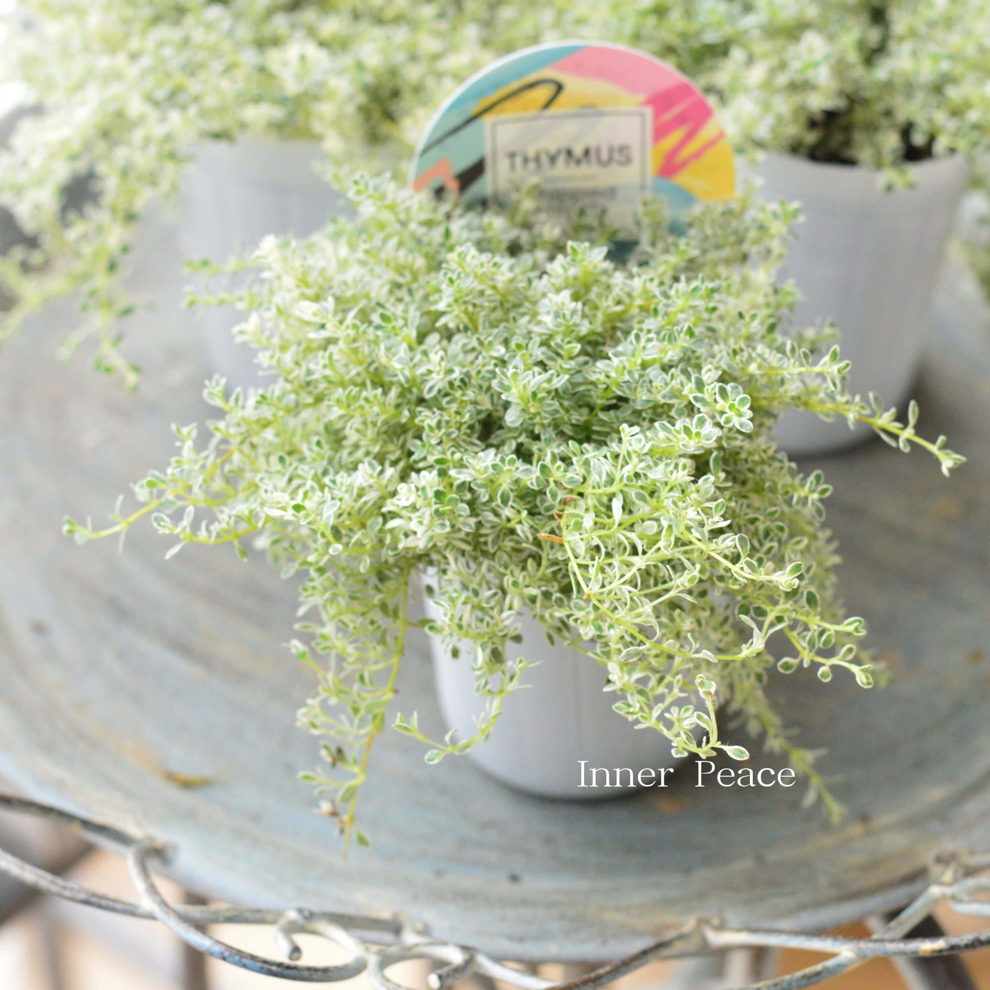 【白斑入り】 クリーピングタイム　『ホイップクリーム』　2.5寸POT