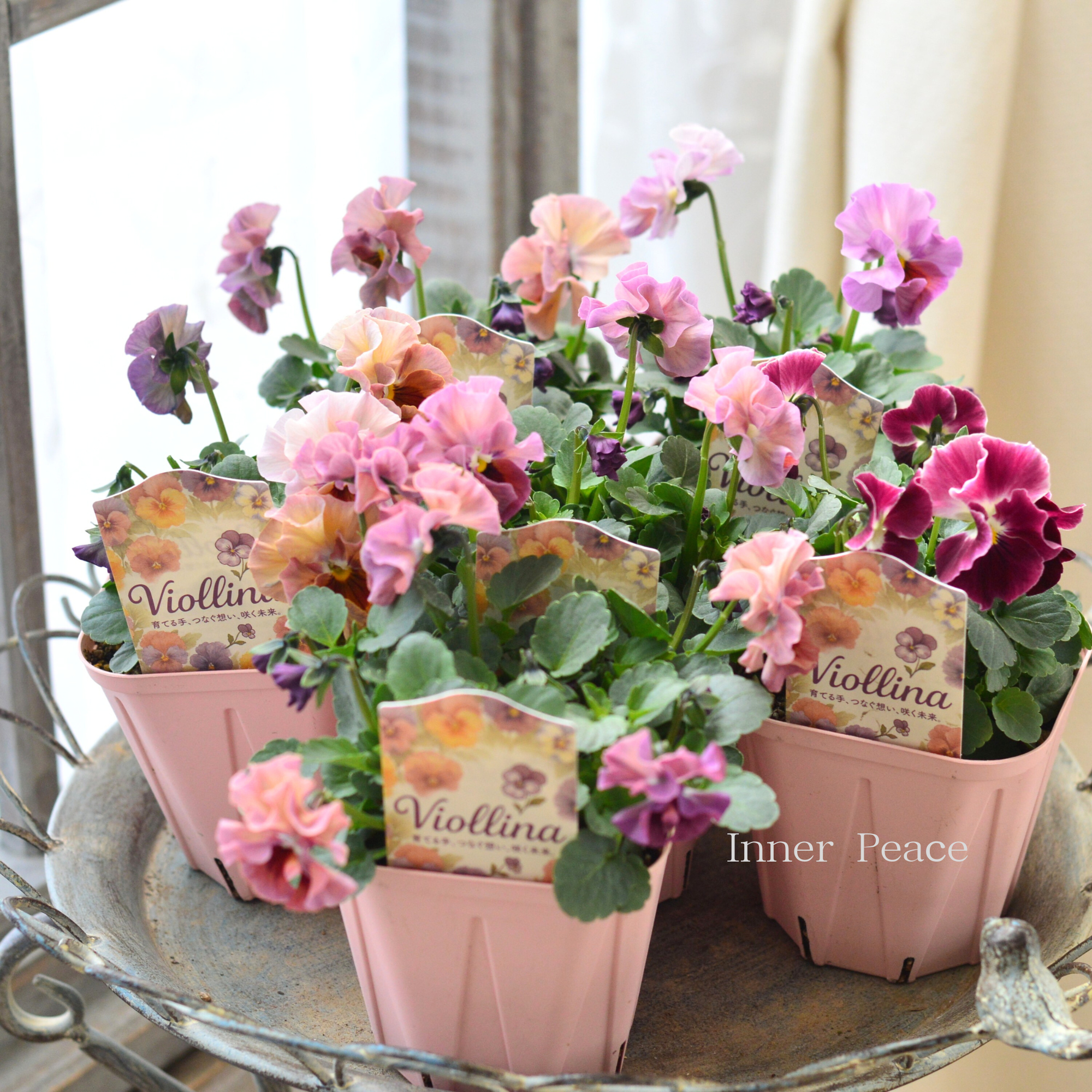 【かわいい】 ビオラ　『ビオリーナ』　　3.5寸硬質POT