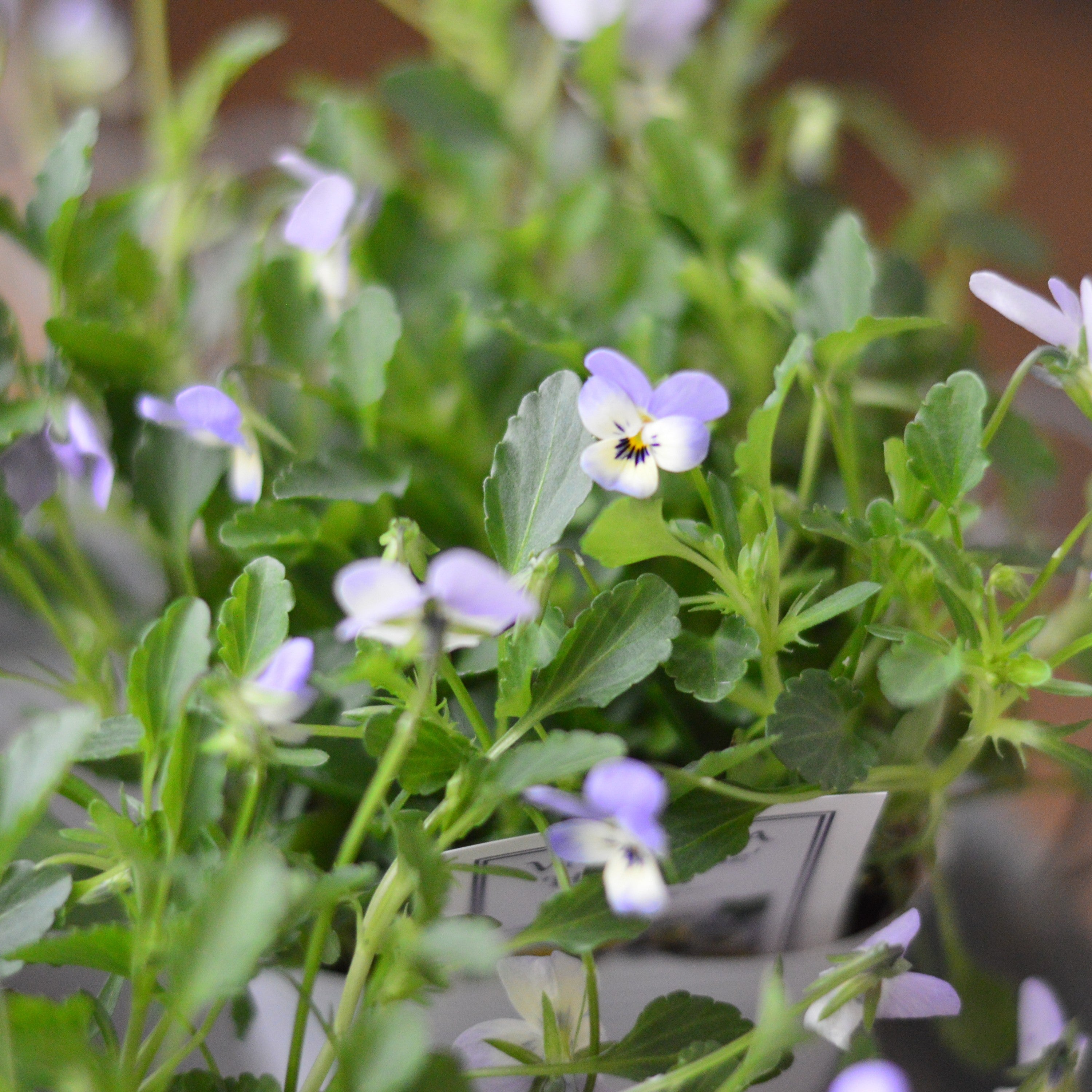 【かわいい】 小輪ビオラ　ビオレッタ　『ホリーブルー』　　3.5寸POT