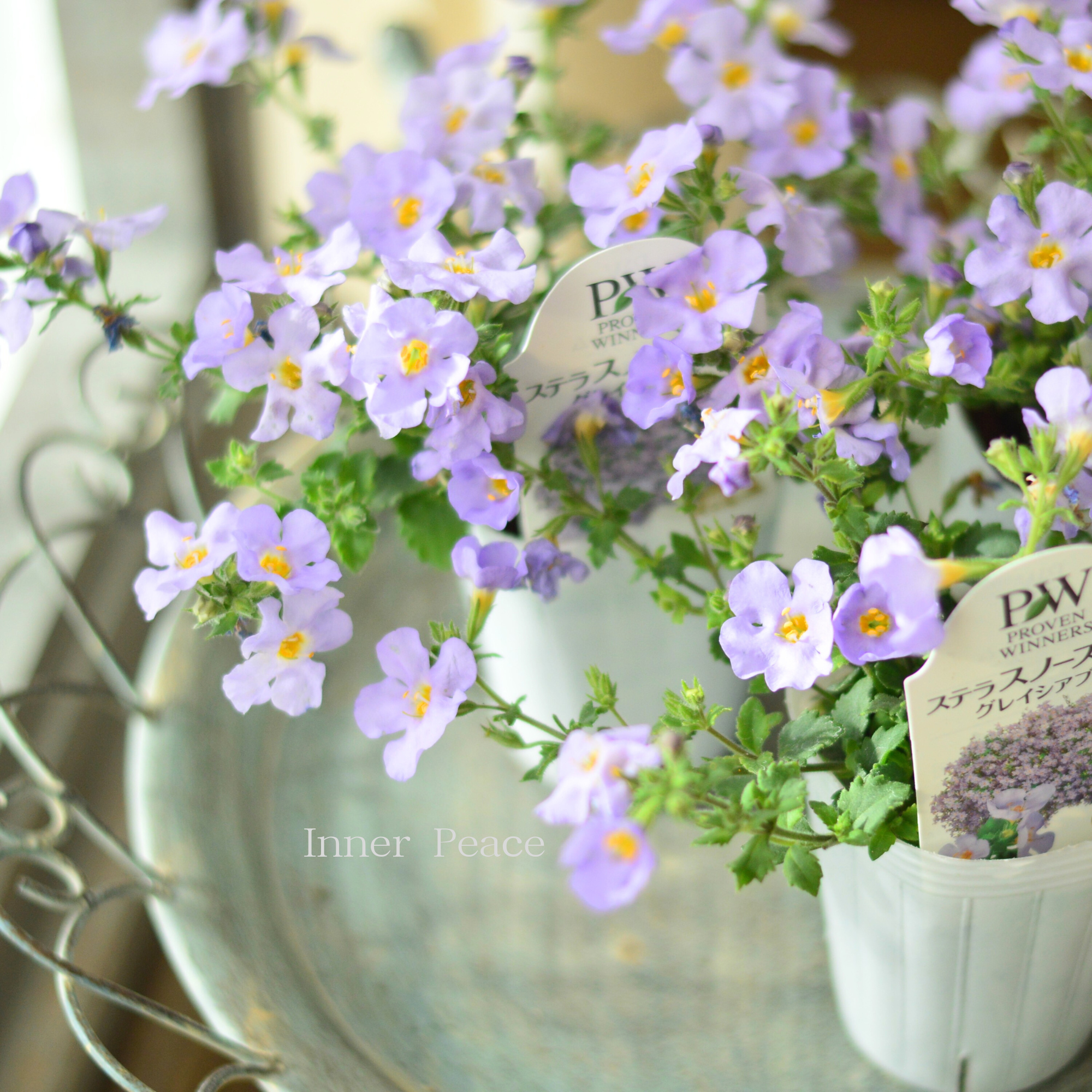 【PW】 ステラ　『スノーストーム・グレイシアブルー』　　2.5寸ロングPOT