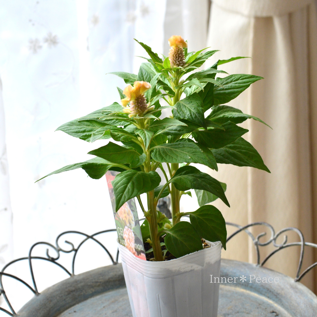 【かわいい】セロシア　『ジュラサーモン』　3寸ロングPOT