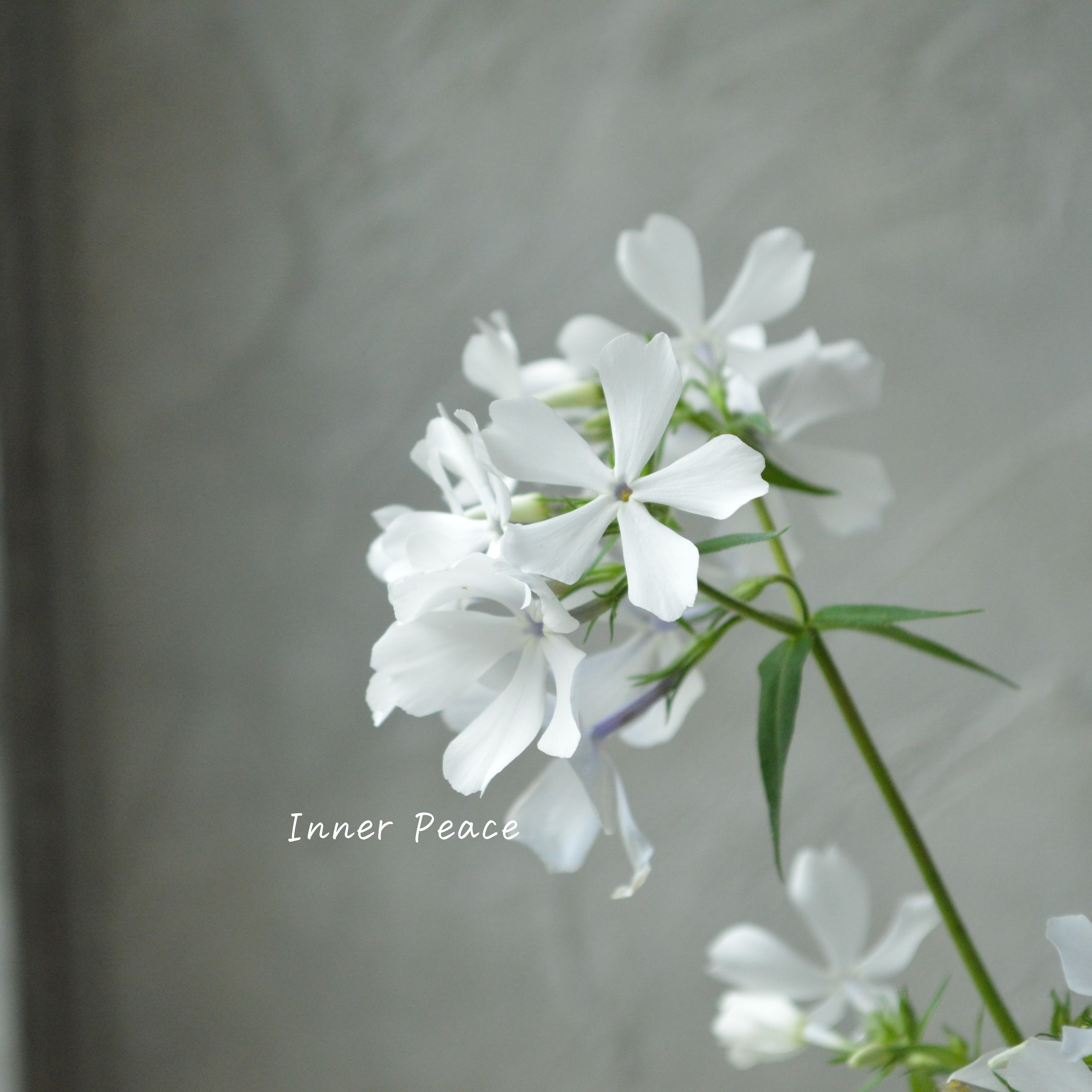 【宿根草】 フロックス 『ディバリガータ・ホワイトパフューム』　3寸POT