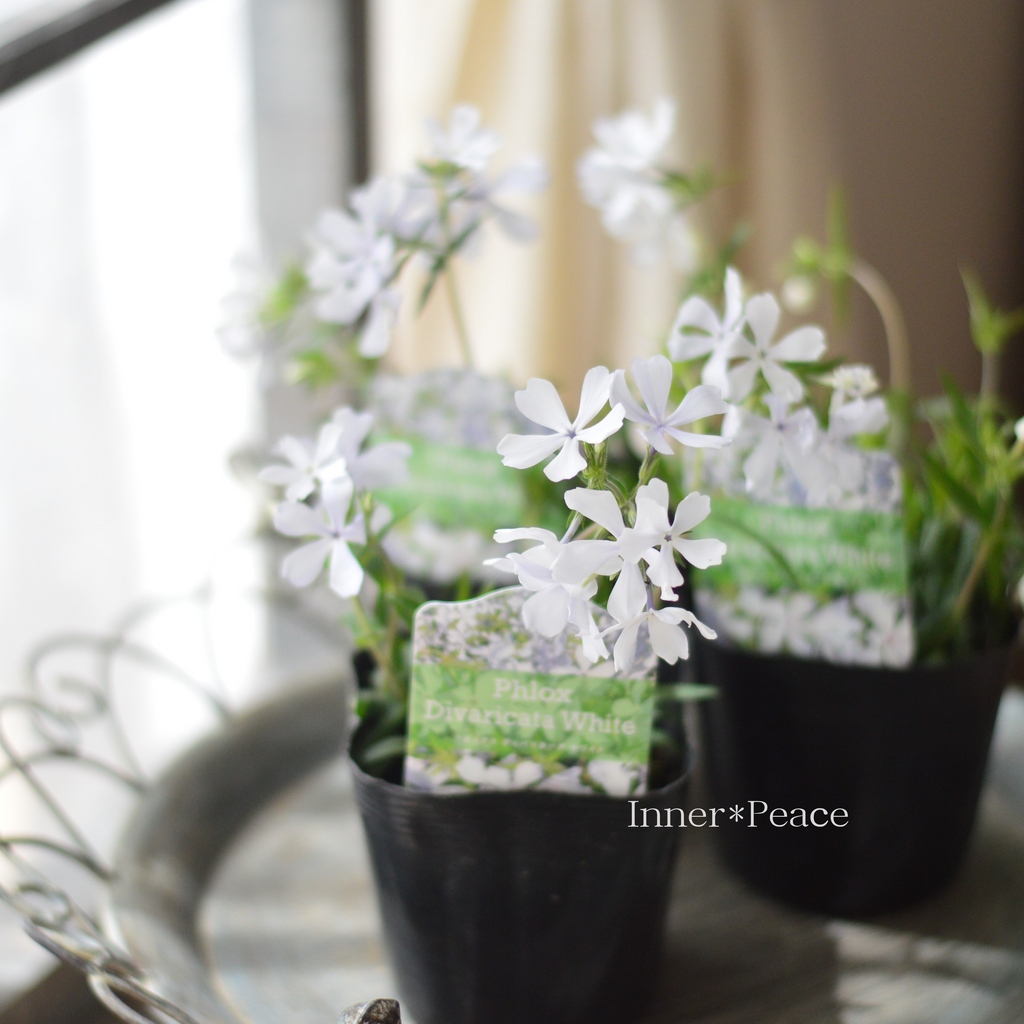 宿根草】 フロックス 『ディバリガータ・ホワイトパフューム』 3