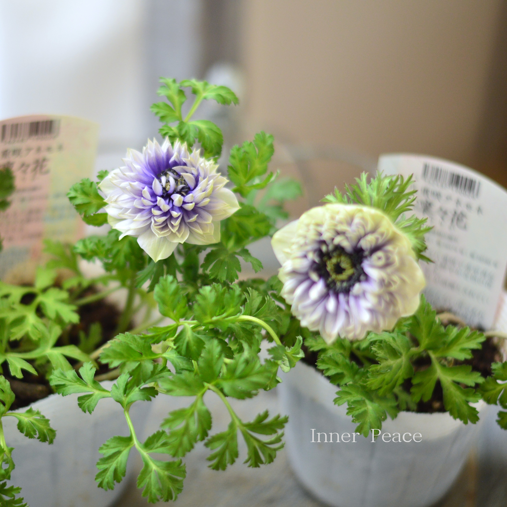 【八重咲き】 アネモネ 『凜々花・ラベンダー系』　　3.5寸POT