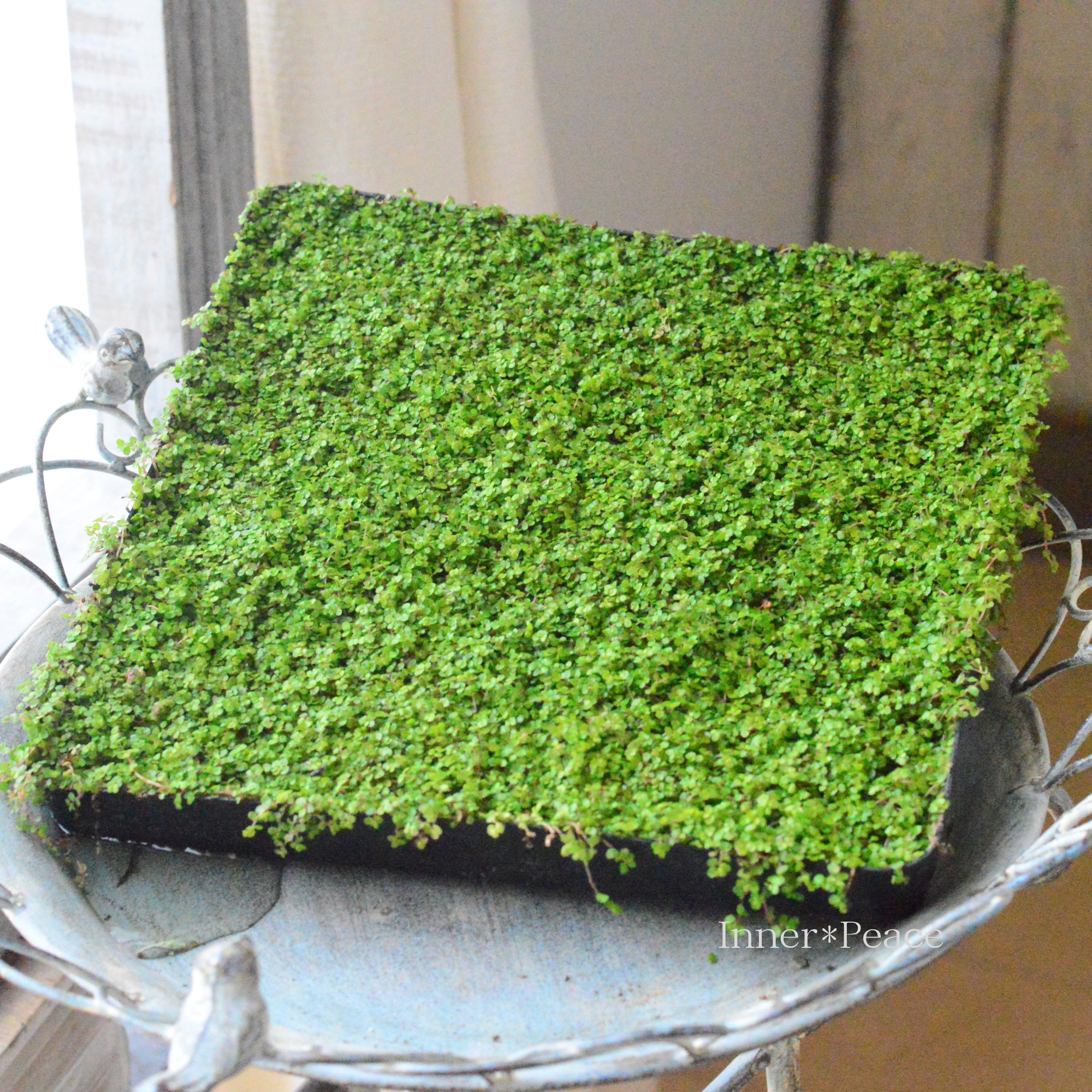 ベビーティアーズシート