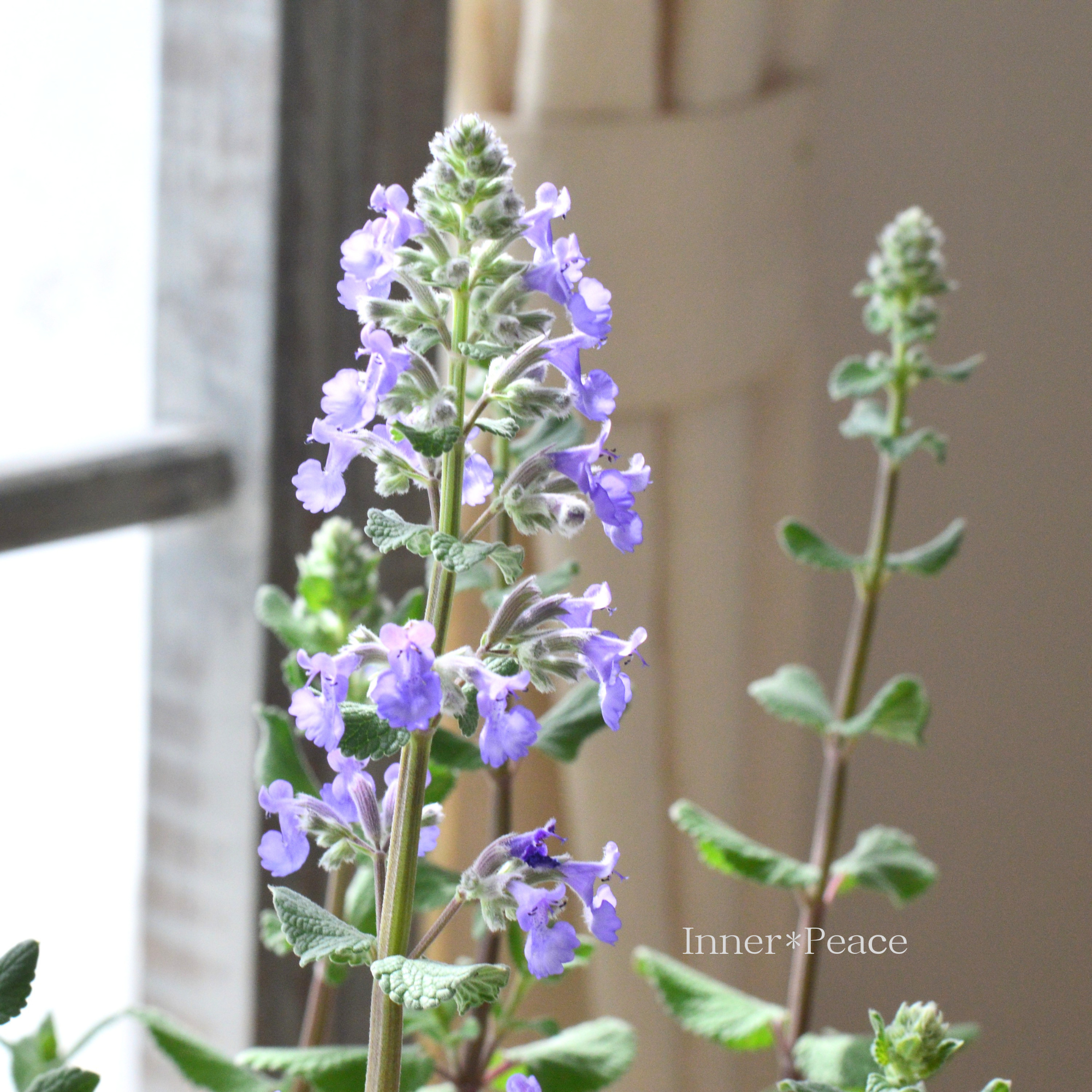 【爽やか】 ネペタ　『サマーマジック』　  3.5寸POT