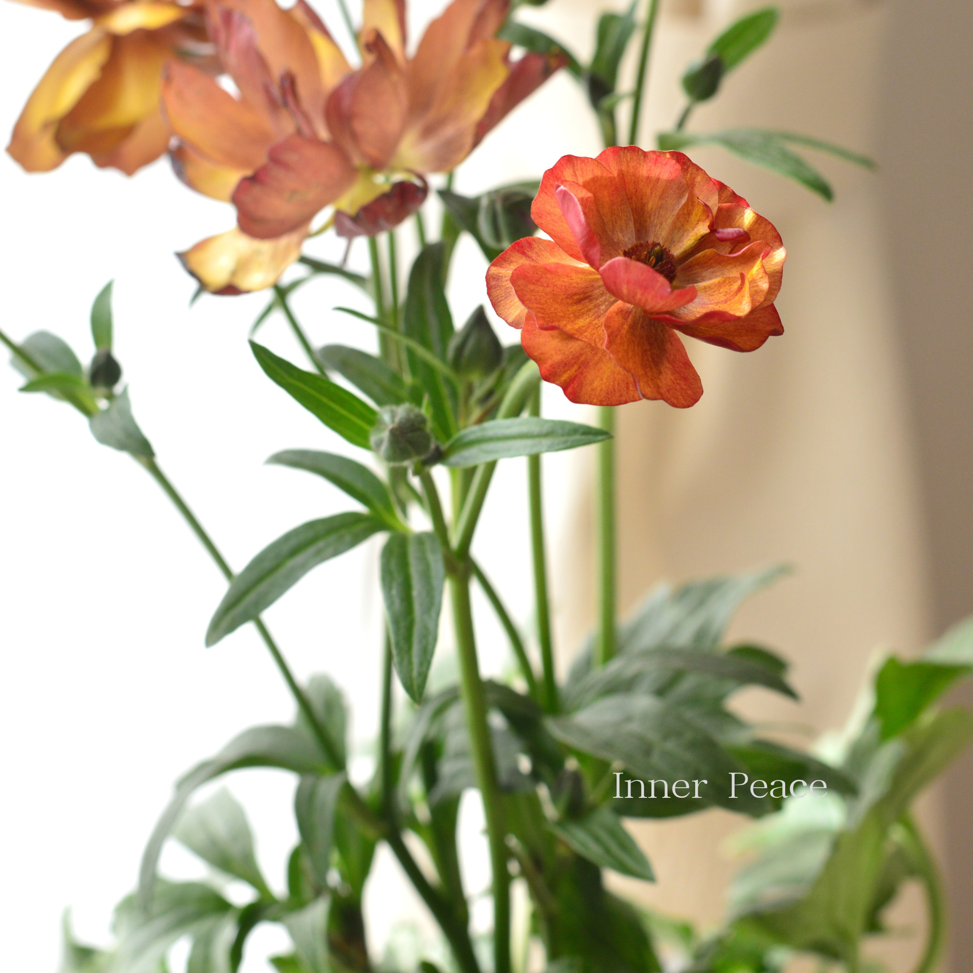 【美しい】 ラナンキュラス・ラックス 『サティロス』　4寸POT