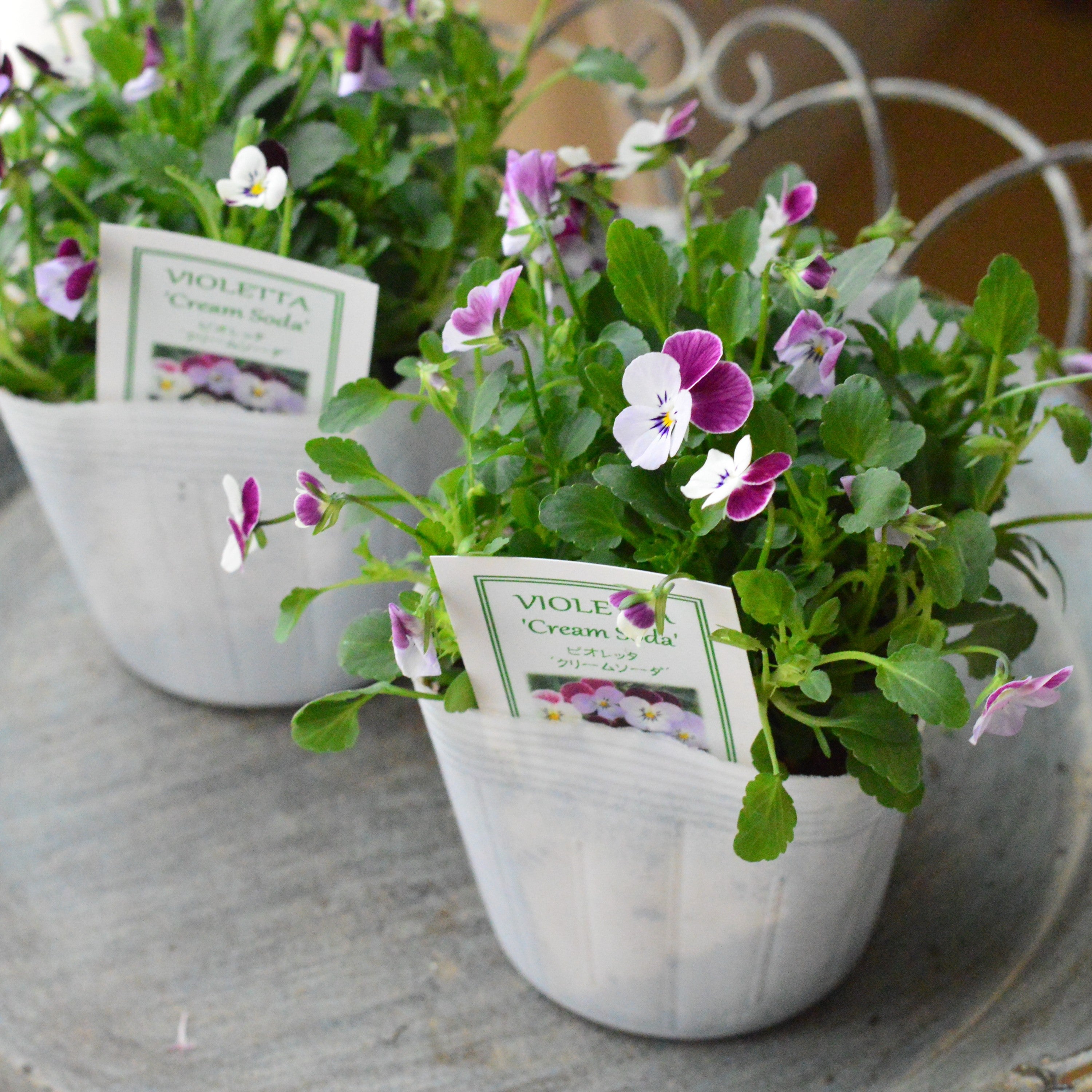 【かわいい】 小輪ビオラ　ビオレッタ　『クリームソーダ』　　3.5寸POT