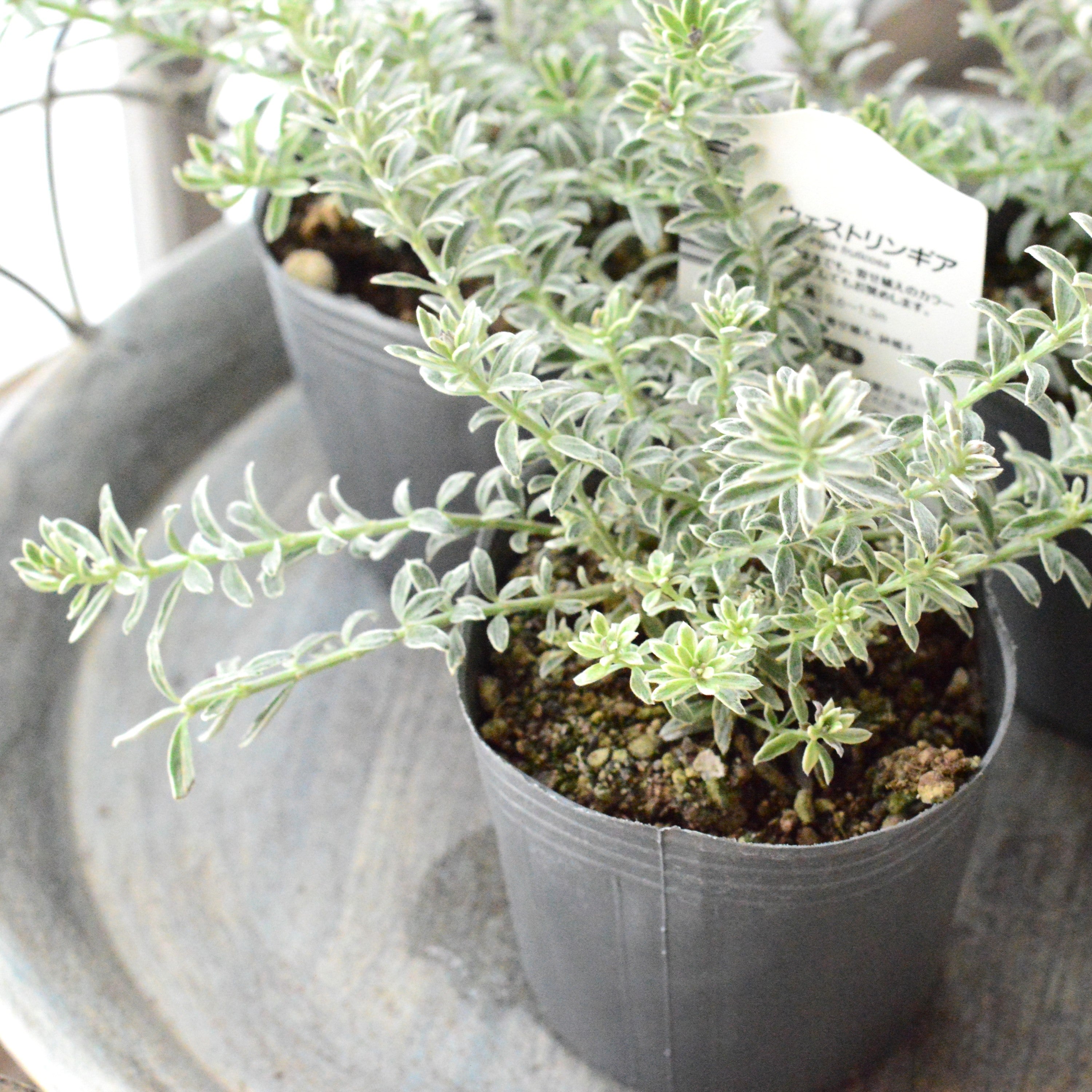 【２～３本植え】 ウエストリンギア 「スモーキーホワイト」　2.5寸～3寸POT