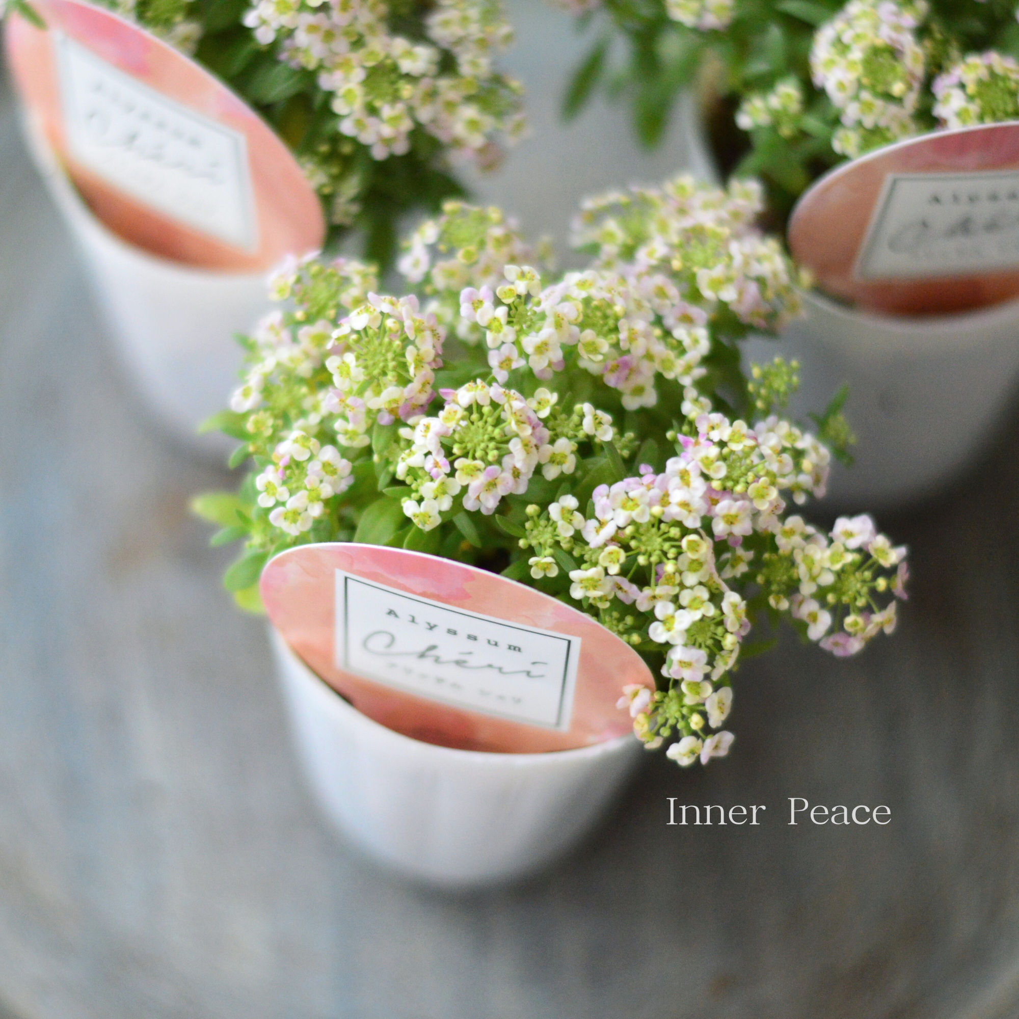 【奥田園芸さんオリジナル】 アリッサム　『シェリ・アプリコット』　3.5寸POT