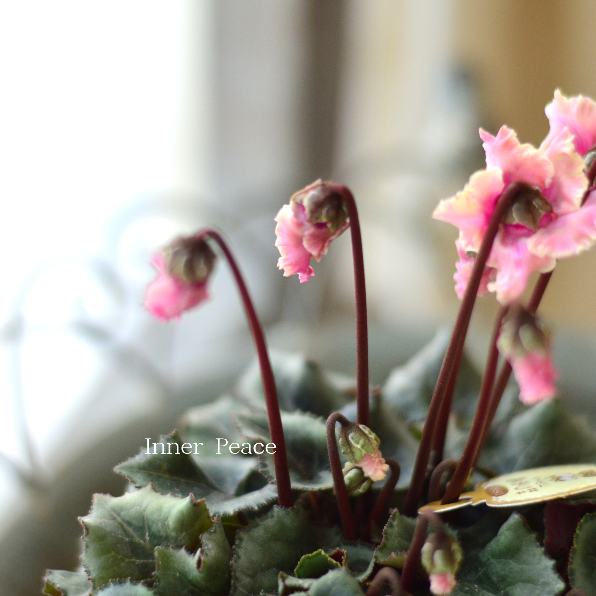 【希少】 ガーデンシクラメン　『森の妖精・アンティーク』　3寸ロング硬質POT