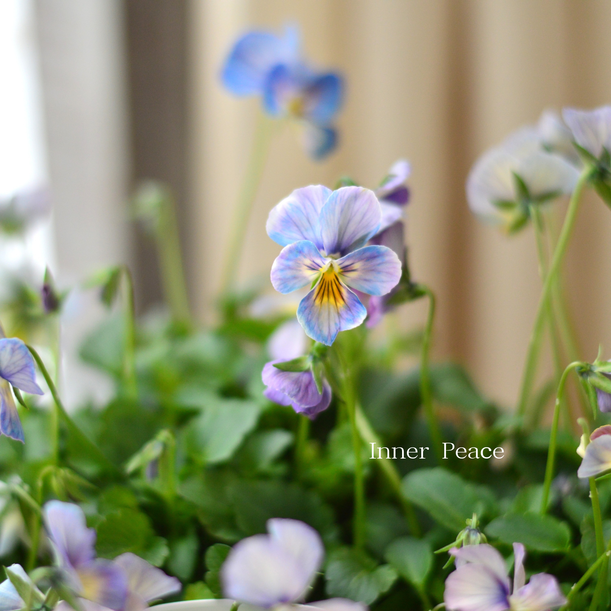 【希少】 おひとり様１苗限定　ビオラ　『すみれ図鑑・紫水』　　3.5寸POT